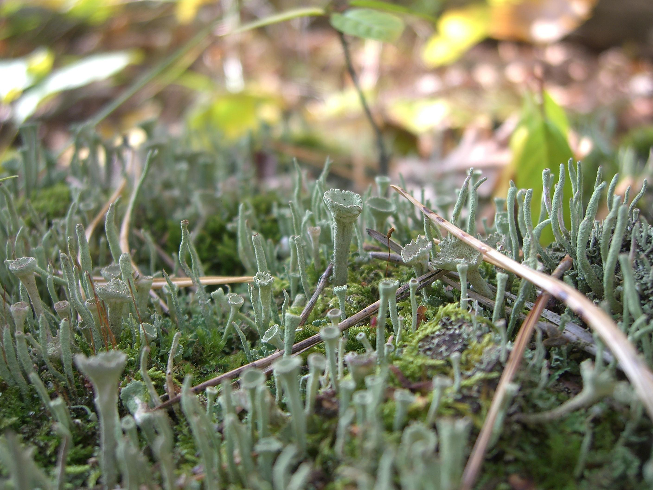 Природа. Матвей Лебедев: фото и видео, сайты. Москва, Жуковский, Малаховка