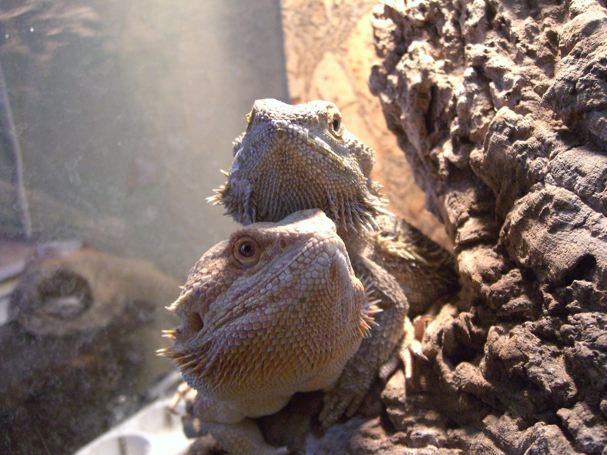 Природа. Матвей Лебедев: фото и видео, сайты. Москва, Жуковский, Малаховка