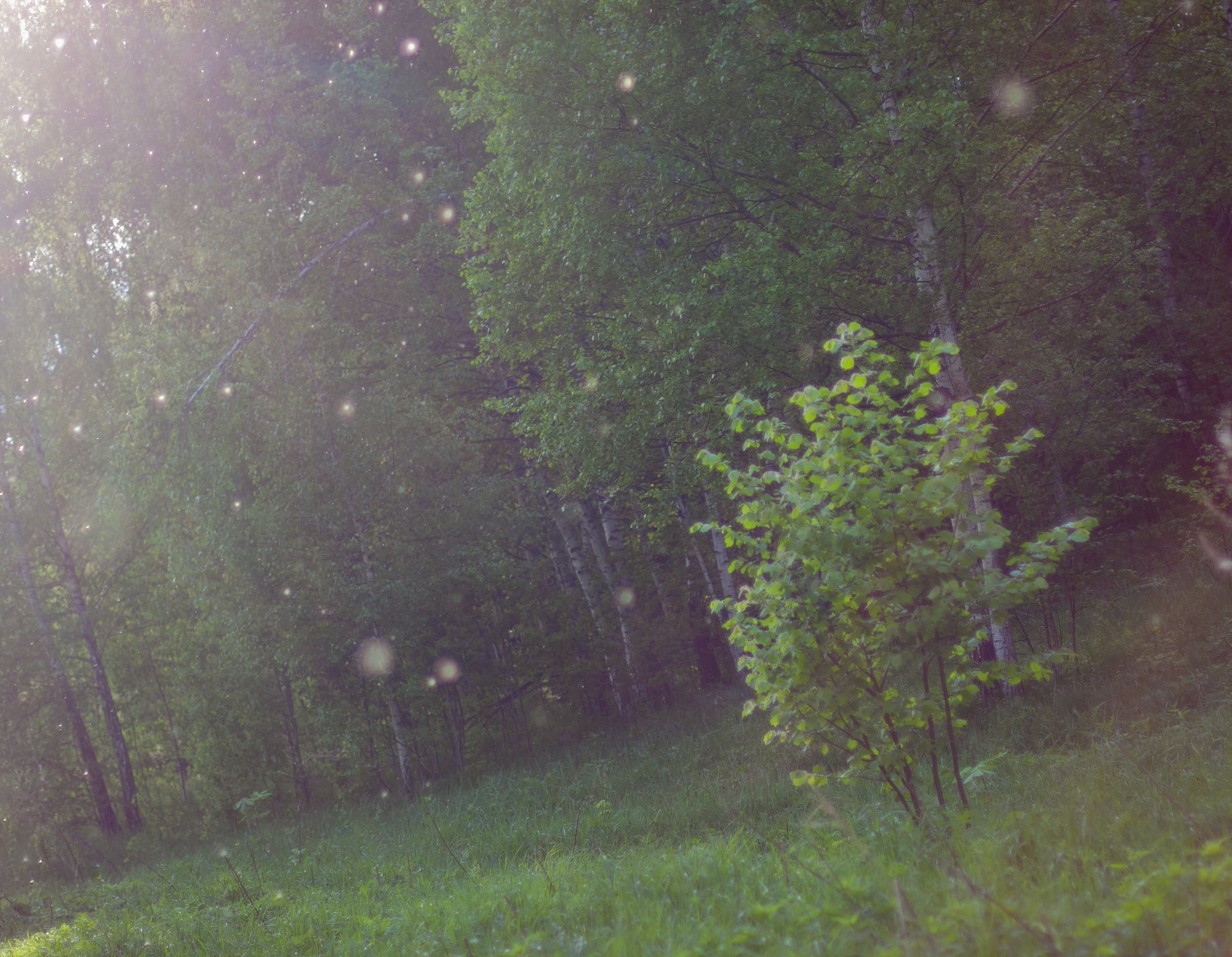 Природа. Матвей Лебедев: фото и видео, сайты. Москва, Жуковский, Малаховка