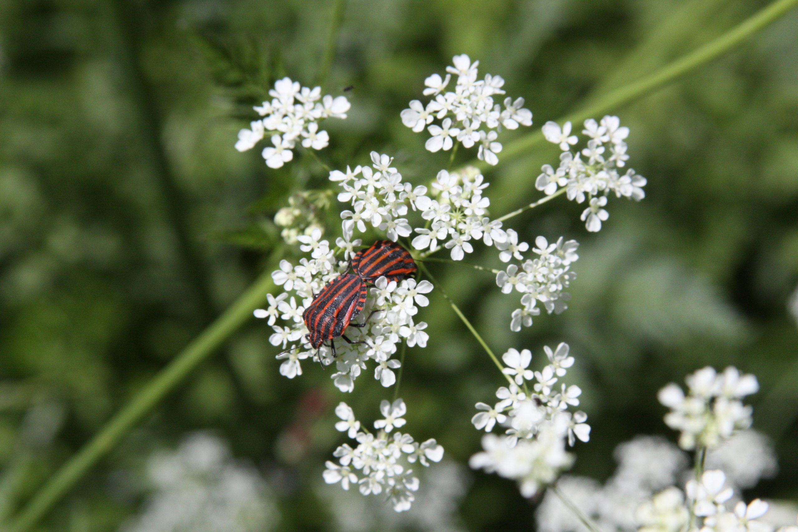 Природа. Матвей Лебедев: фото и видео, сайты. Москва, Жуковский, Малаховка