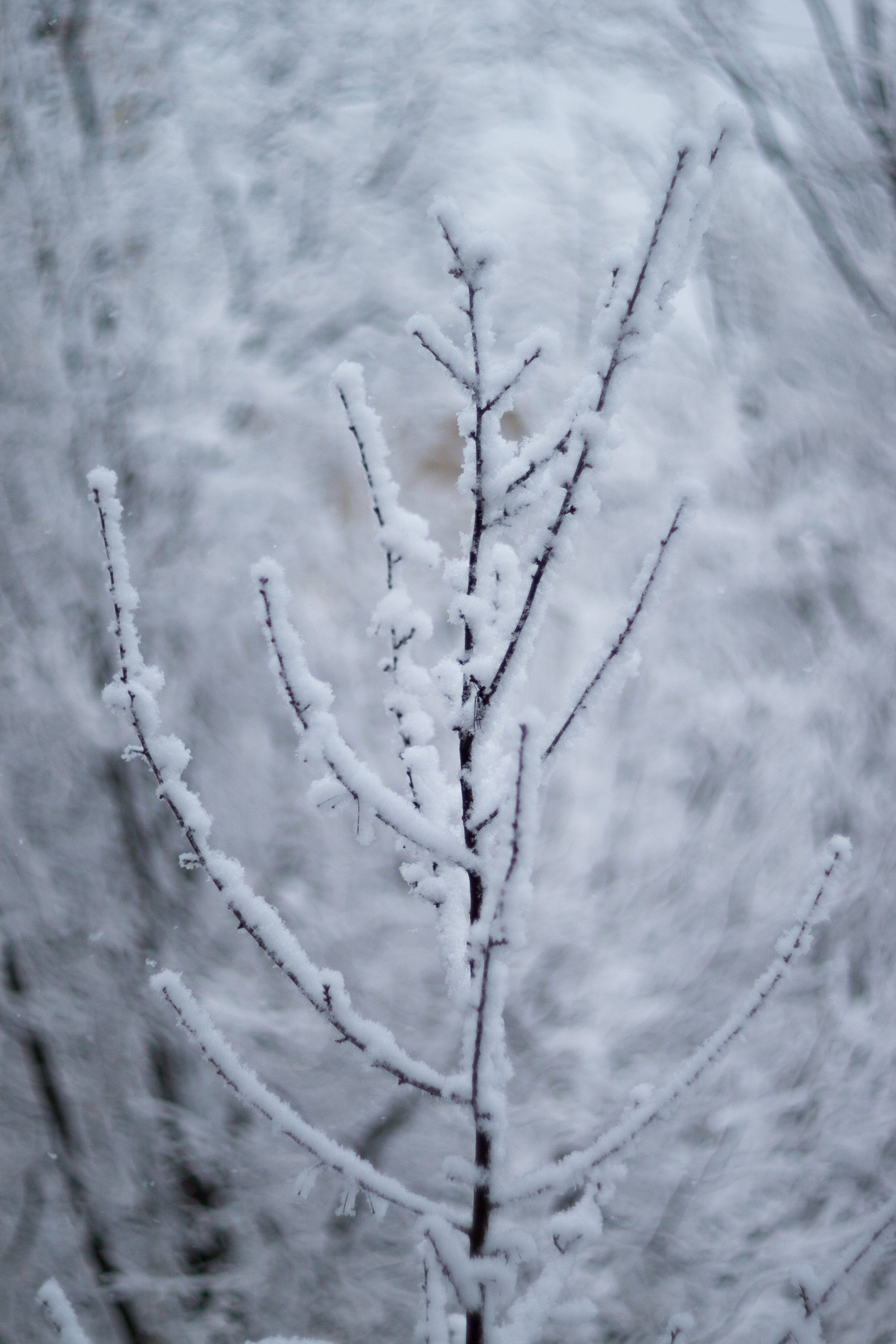 Природа. Матвей Лебедев: фото и видео, сайты. Москва, Жуковский, Малаховка