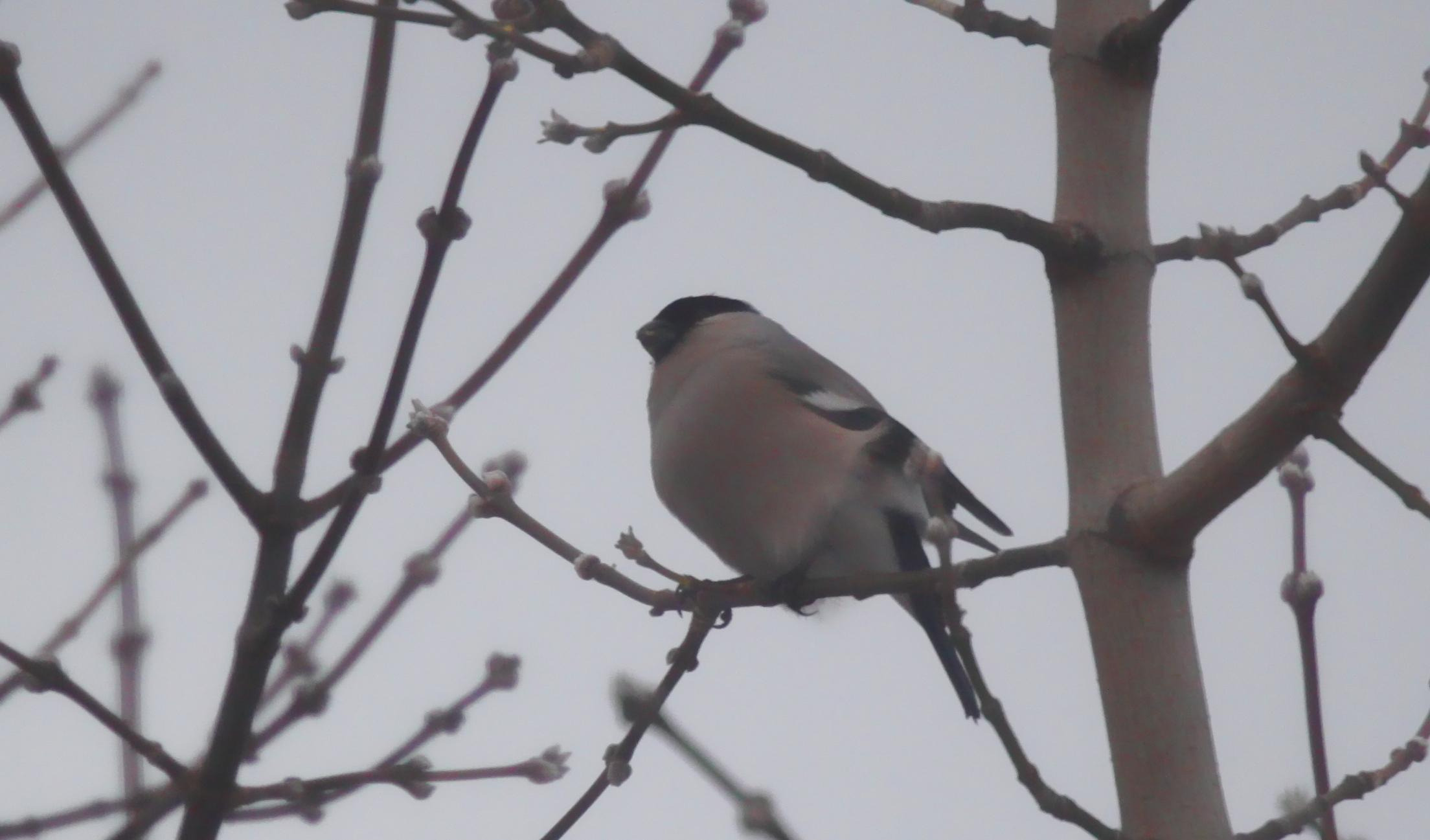 Природа. Матвей Лебедев: фото и видео, сайты. Москва, Жуковский, Малаховка
