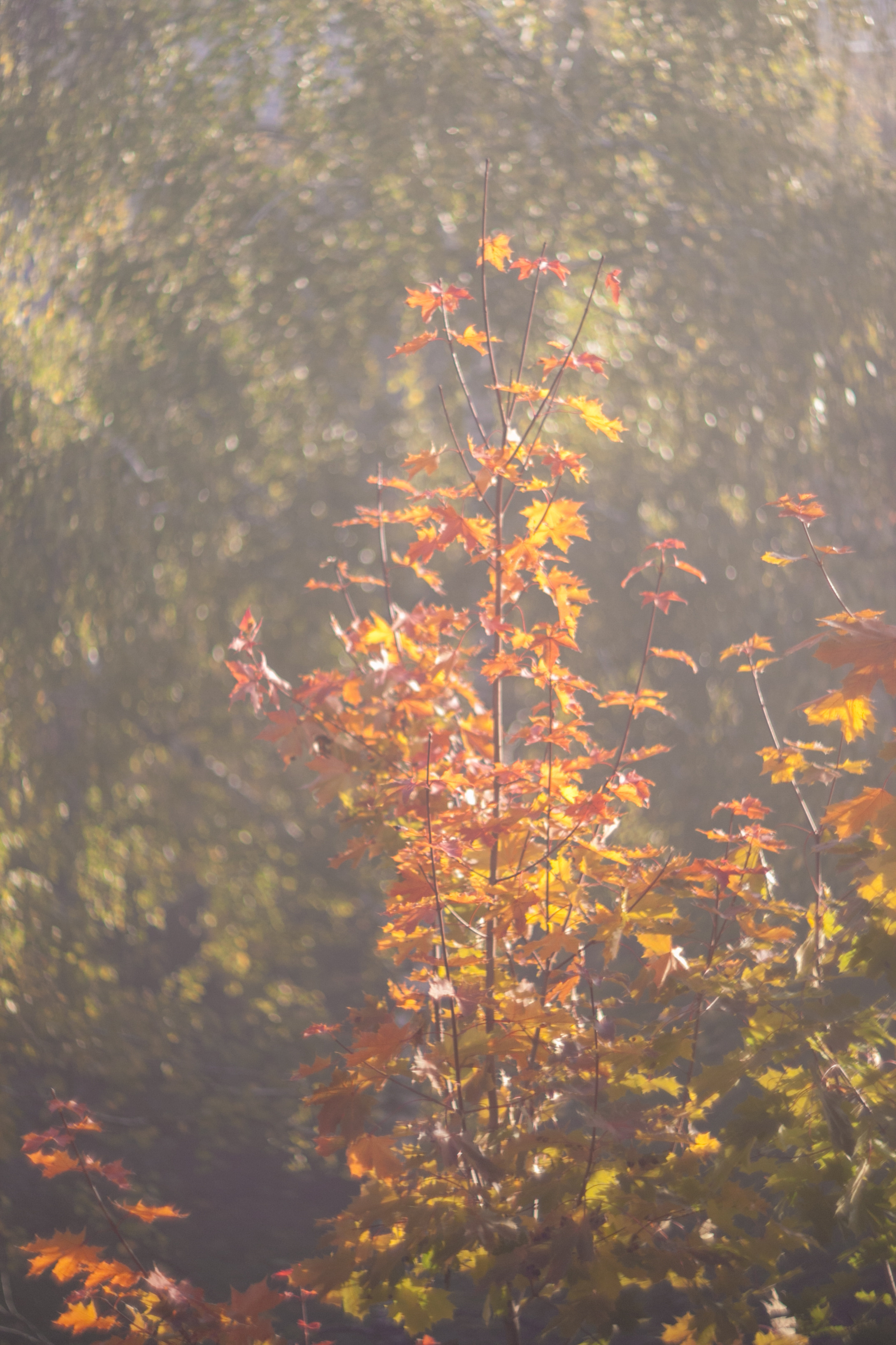 Природа. Матвей Лебедев: фото и видео, сайты. Москва, Жуковский, Малаховка
