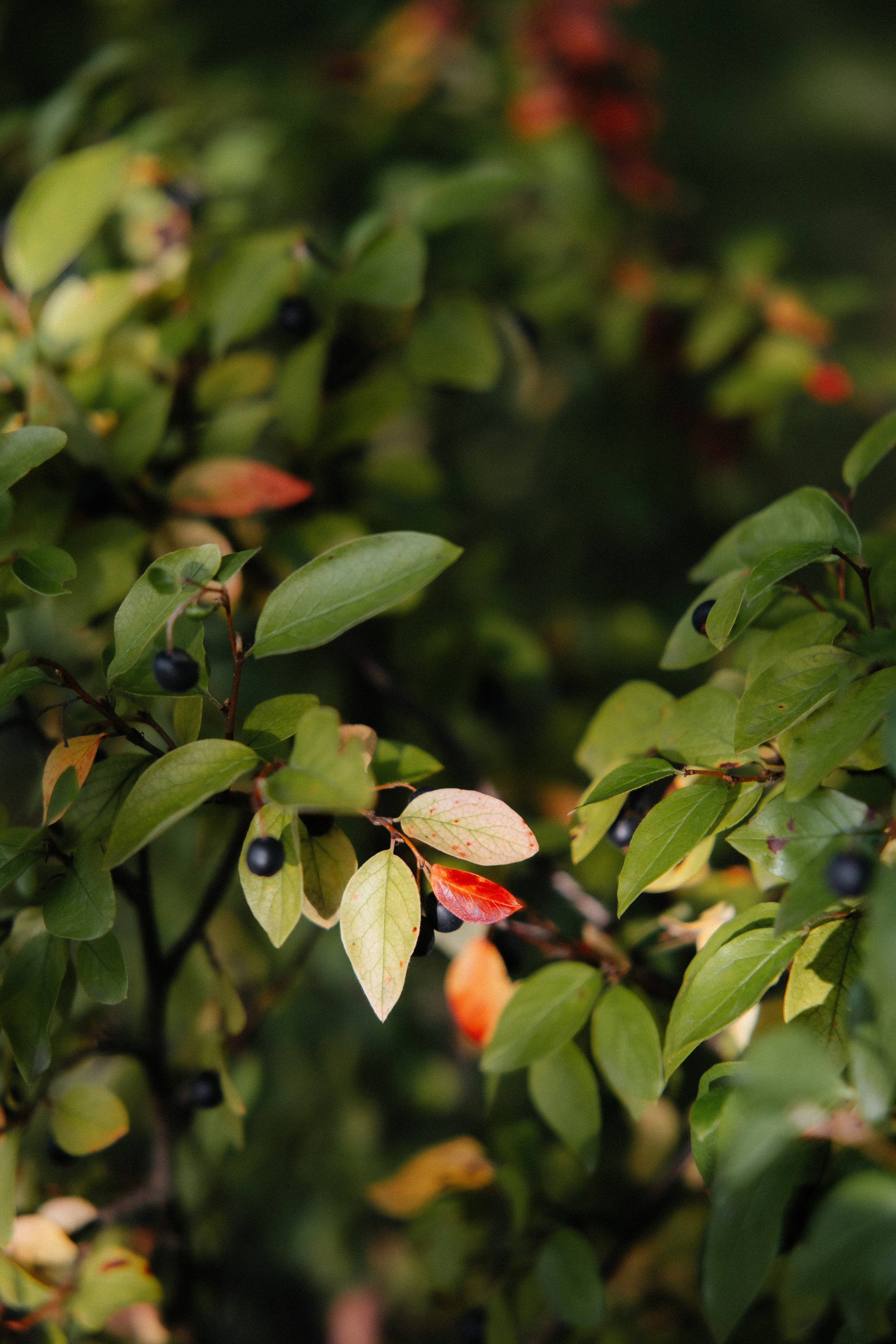 Ирина и Александр. Алена Бадамшина — свадебный фотограф Воронеж / Москва