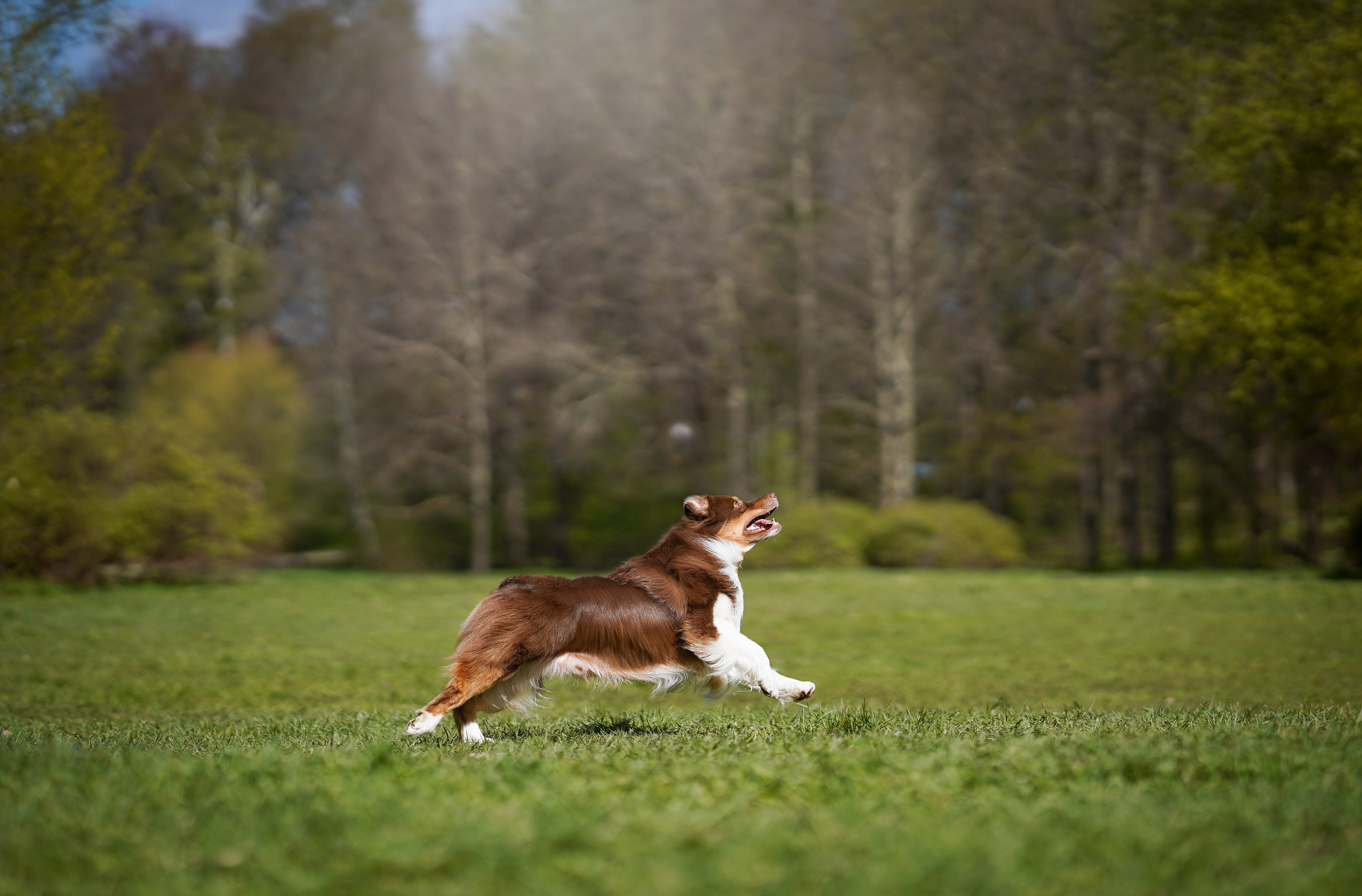 Рокки и Гермиона. Фотограф-анималист в Санкт-Петербурге Яна Мартынова