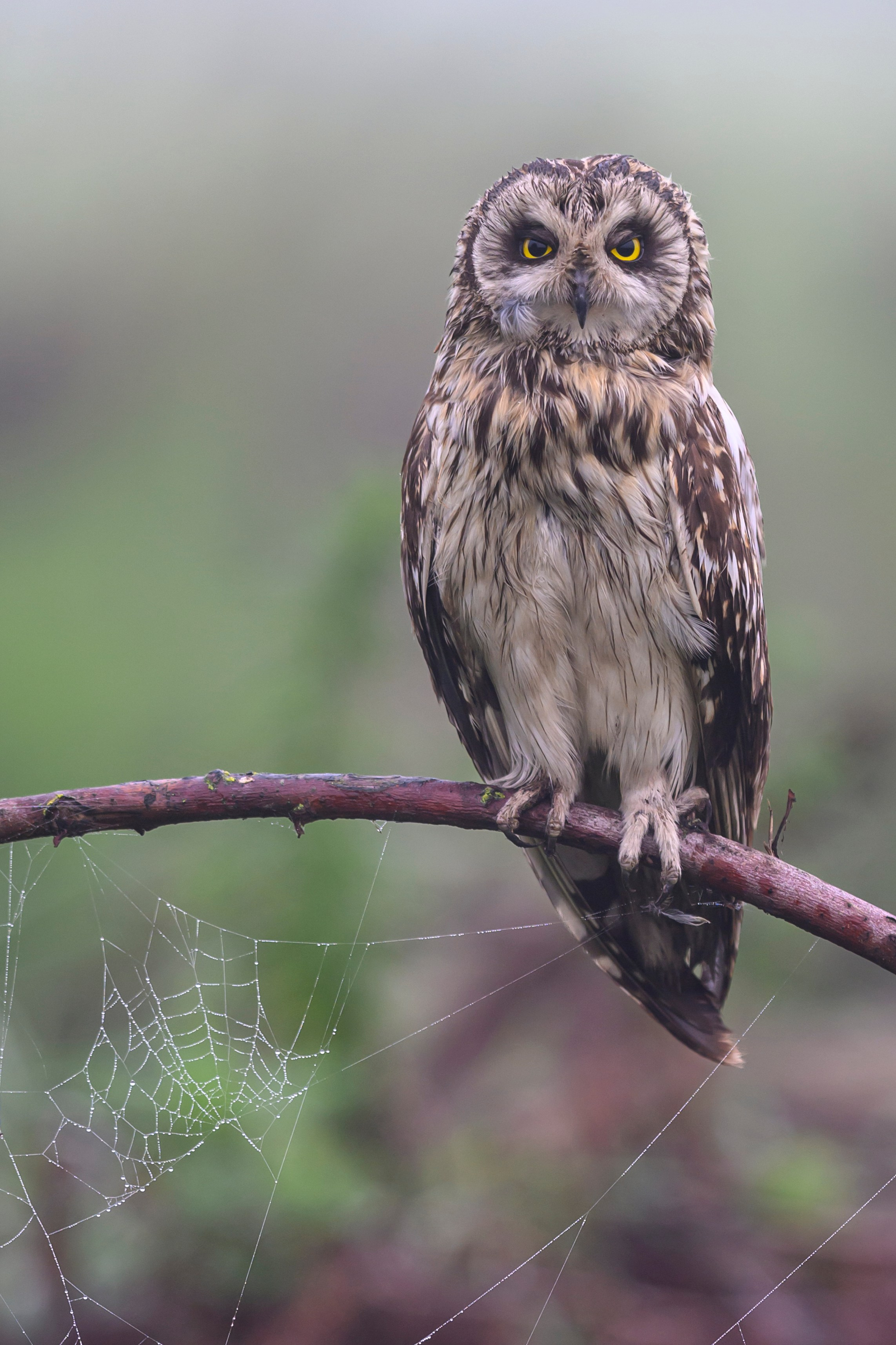 Сова вернулась. The owl has returned. Wildlife photography by Sergey Puponin