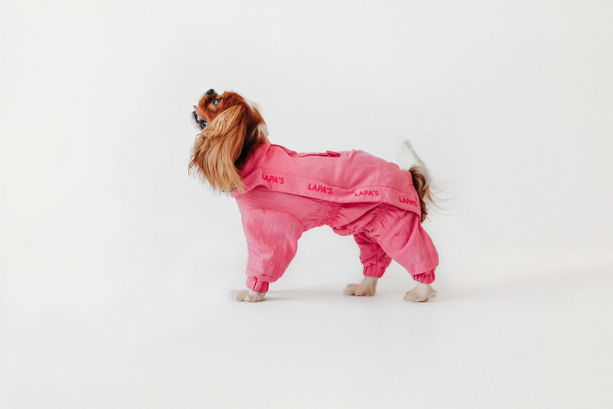 Одежда Lapa`s brand. Фотограф-анималист Елена Радченко, Москва