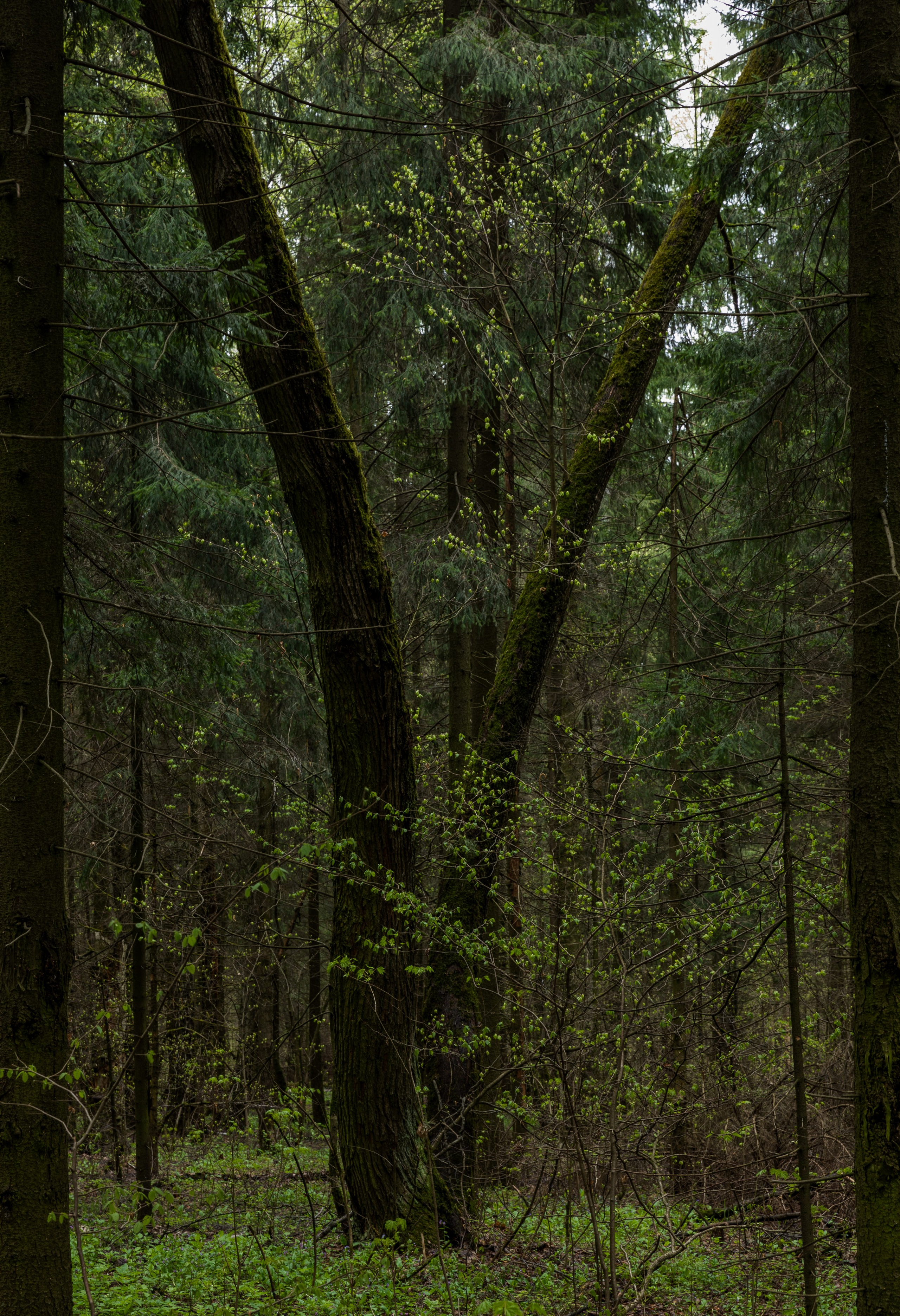 Лосиный остров, май 2023. Фотографии