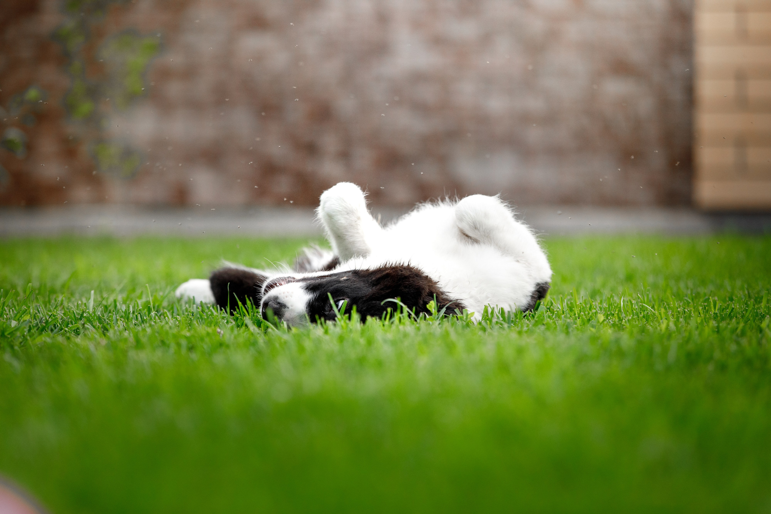 Болтовня в саду. О нас