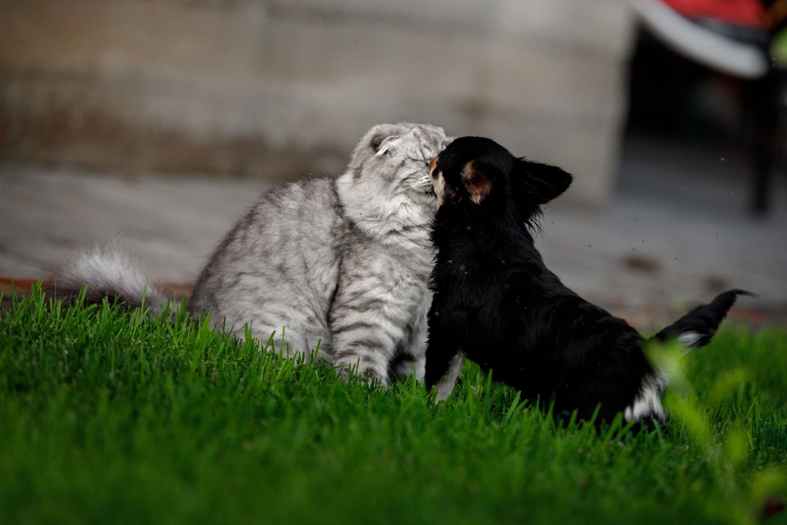 Болтовня в саду. О нас