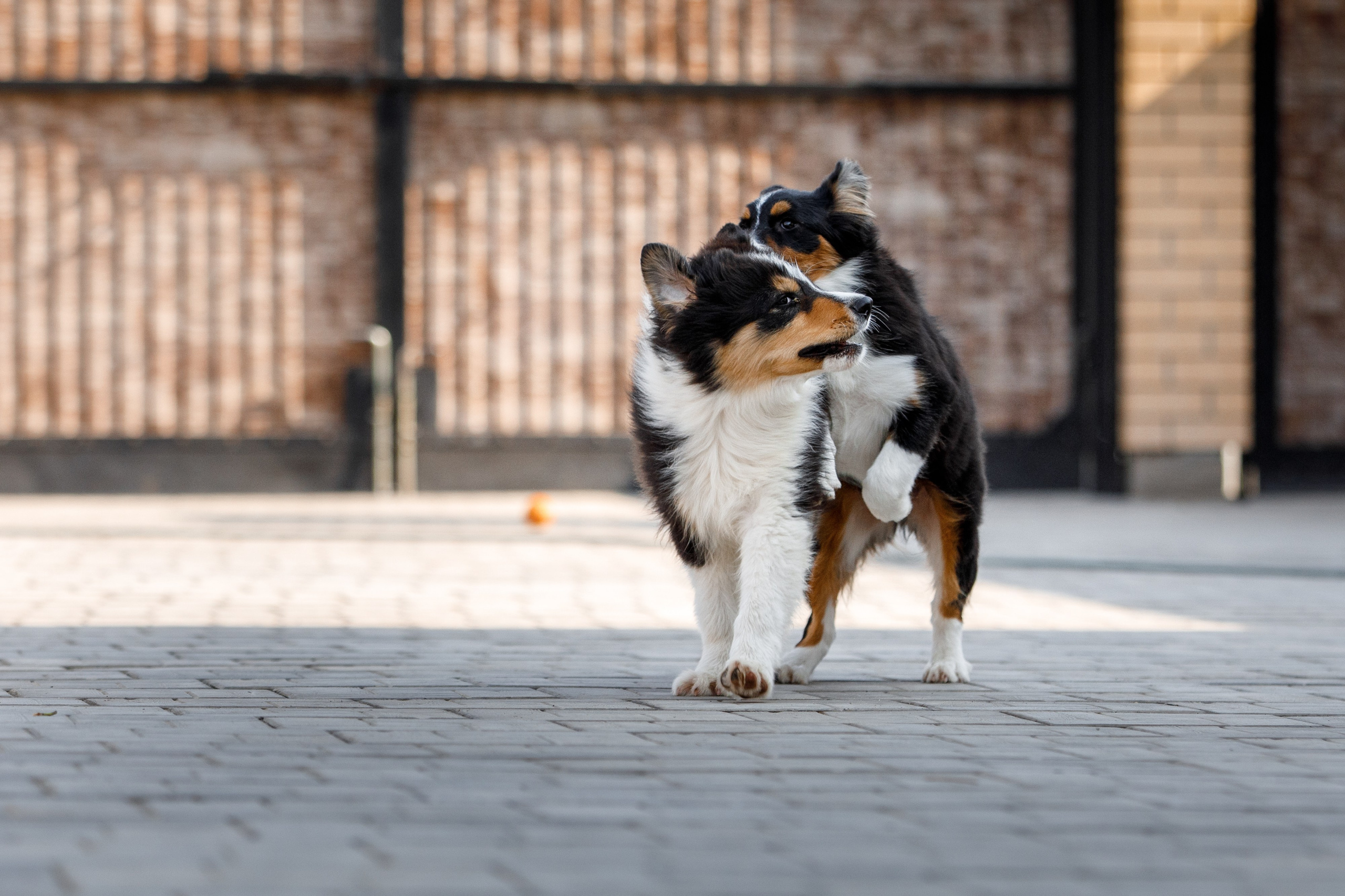 Смешарики. О нас