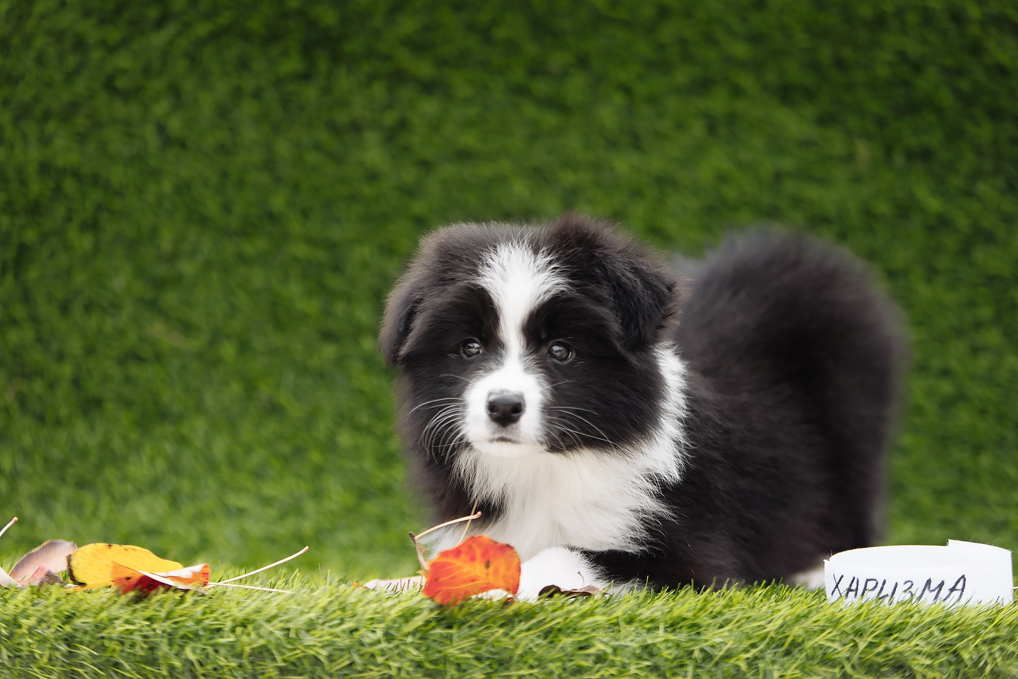 Новый лист. О нас