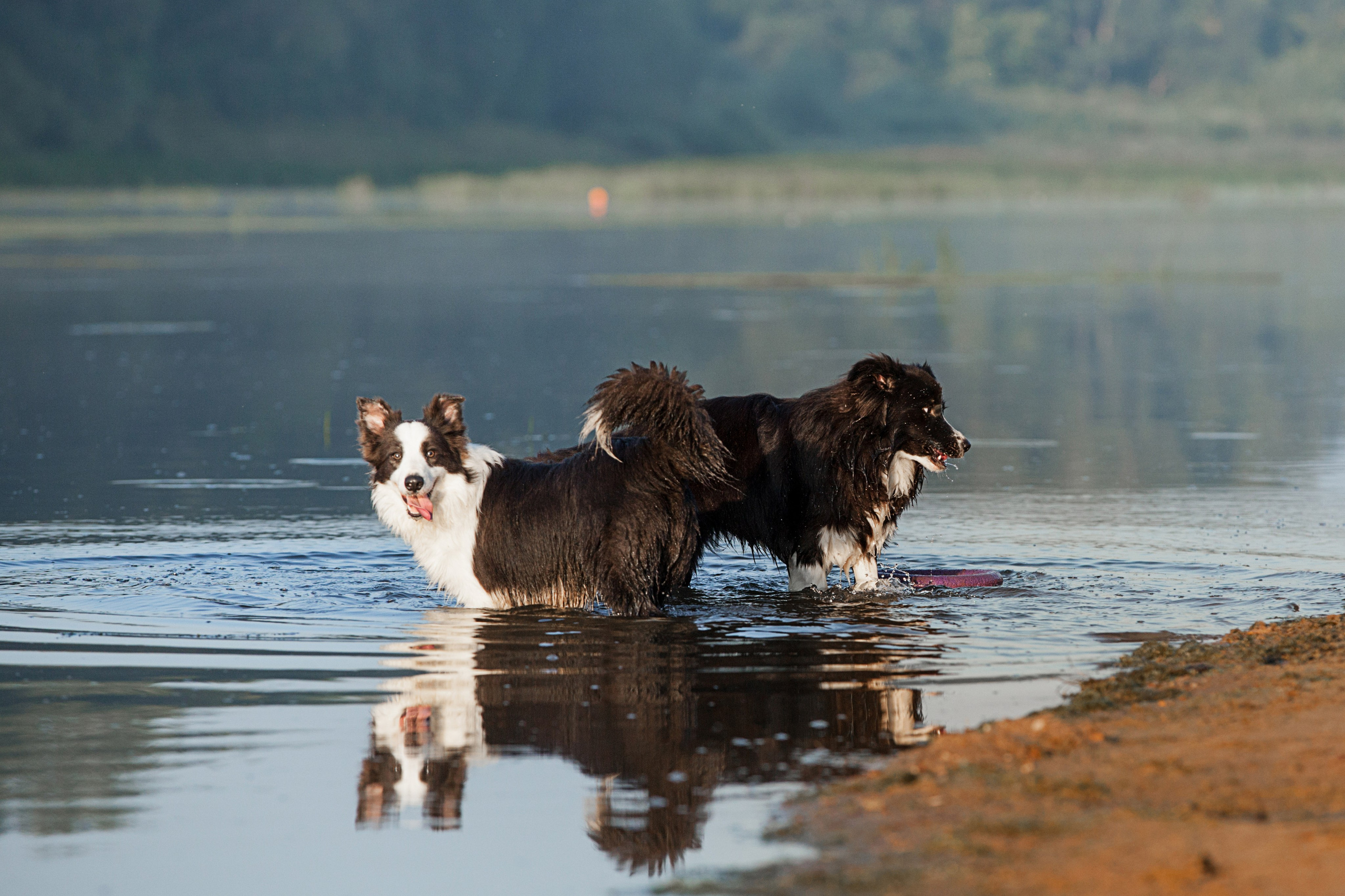Сочный рассвет, на который решились. О нас