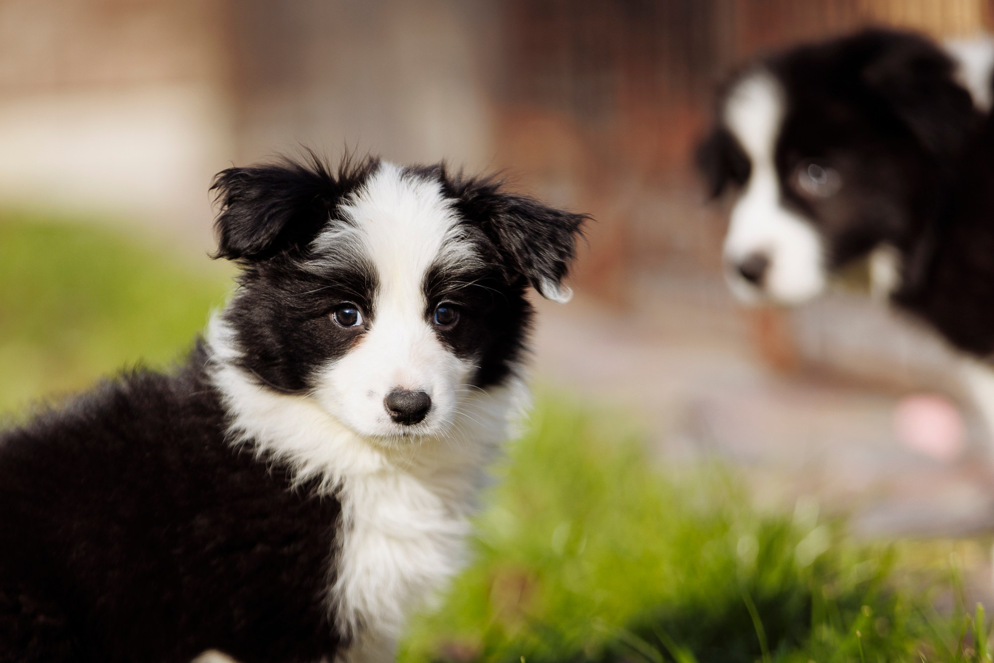 У дома с большой компанией от мала до велика. О нас