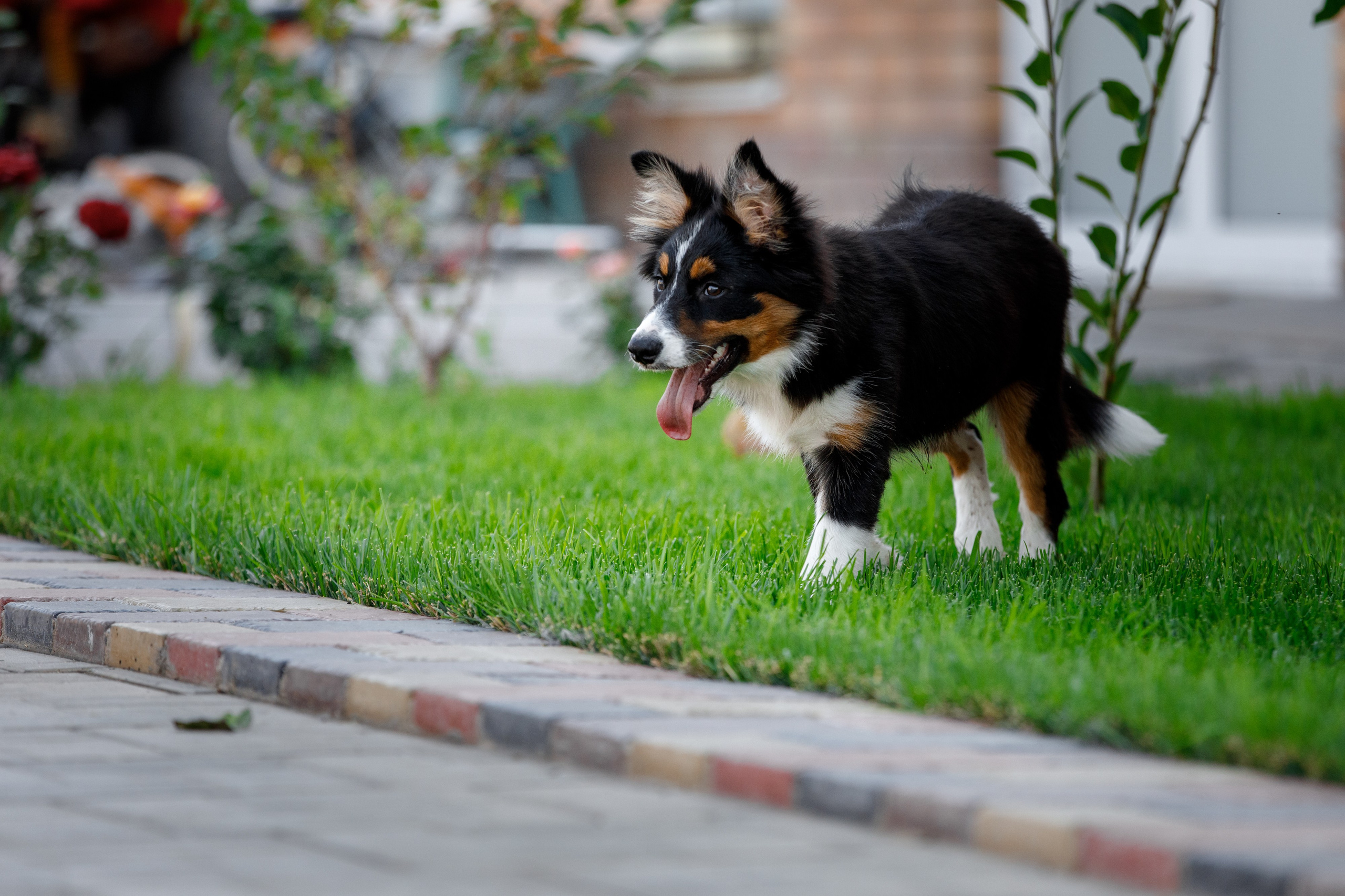 Смешарики. О нас