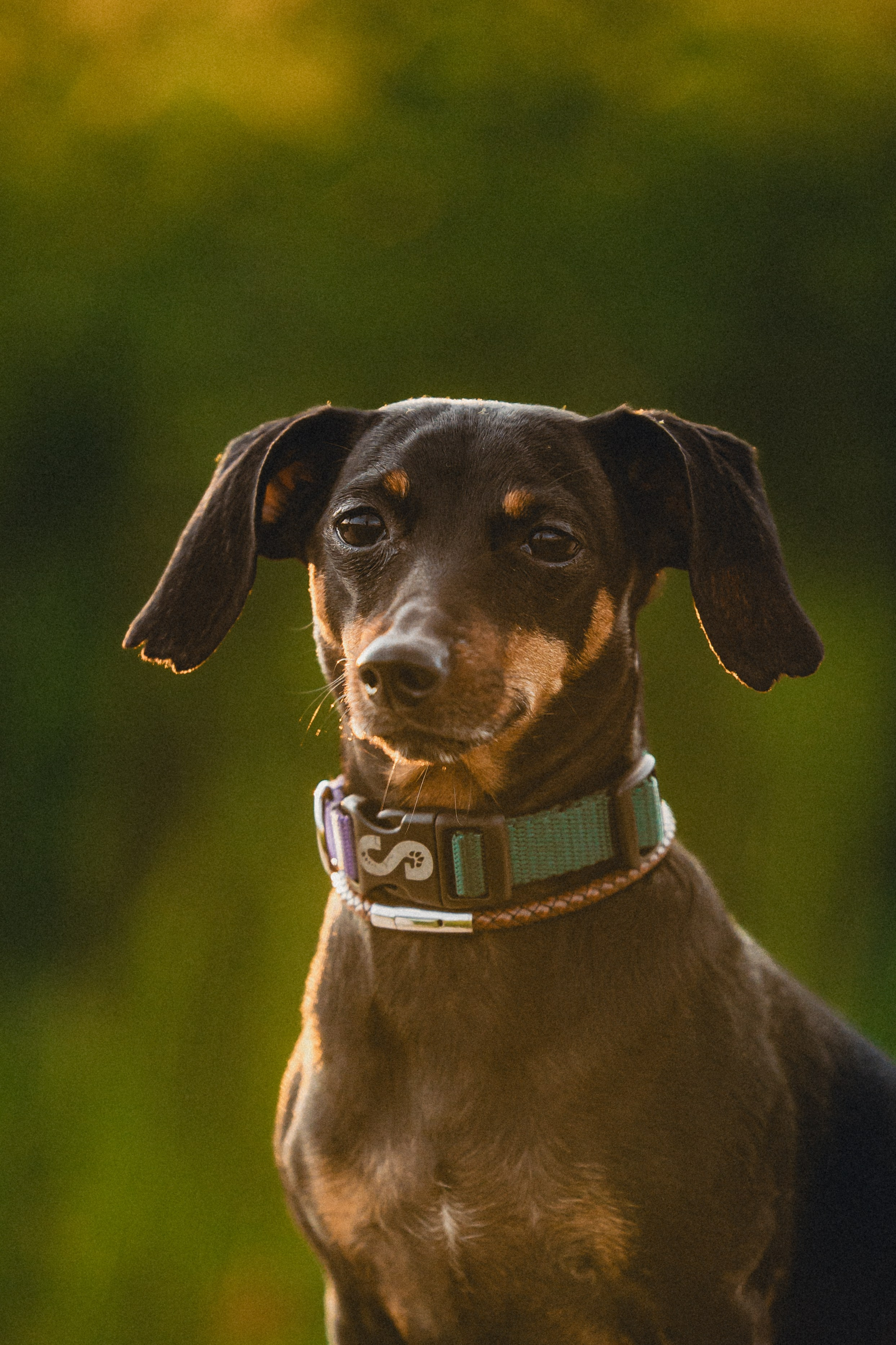 Выездной дог-тренинг от школы «Шерсть имею»