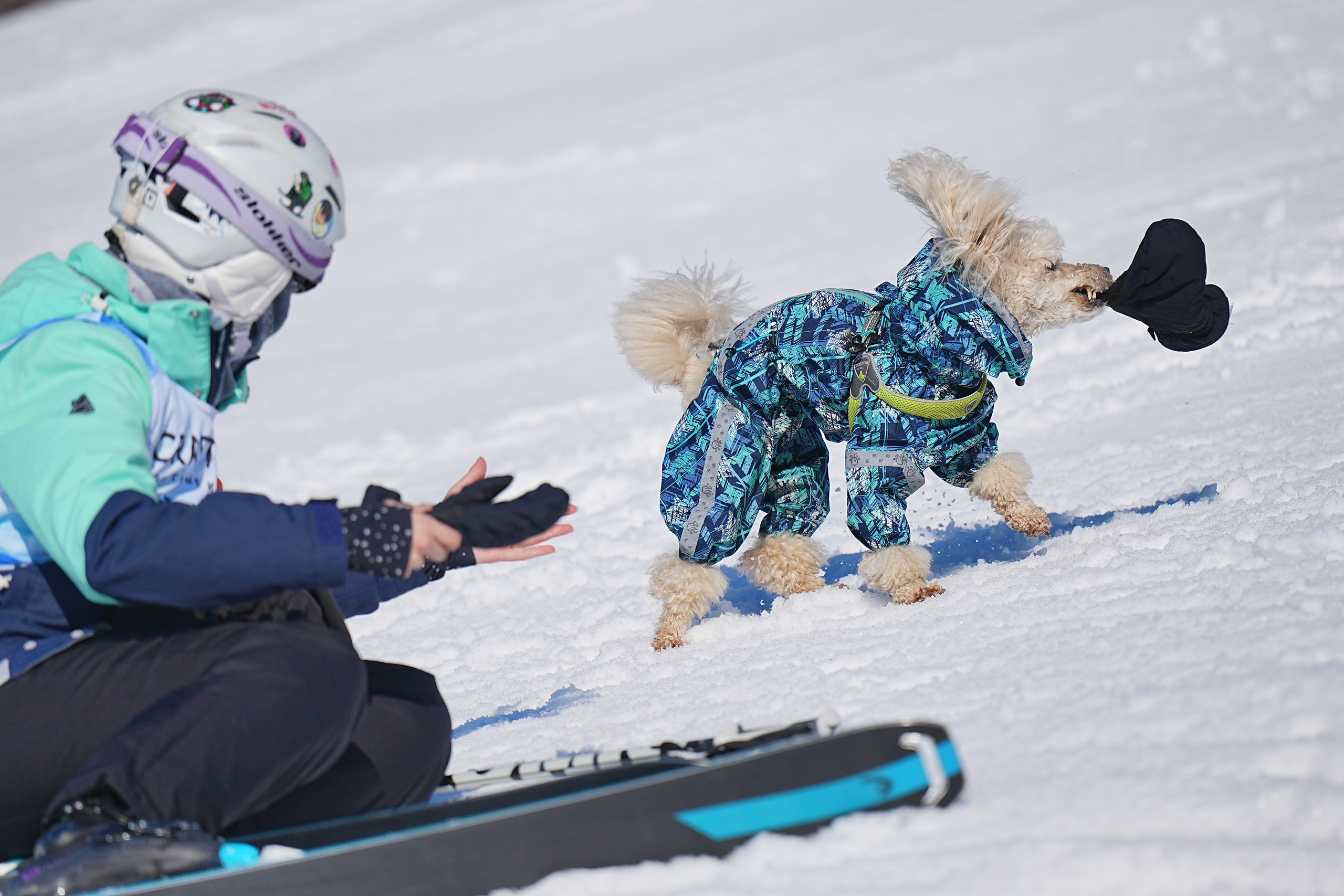 Шуколово. Открытое Первенство МФТИ по горным лыжам. GS, Telemark, 2024. Фотограф Студитский Евгений