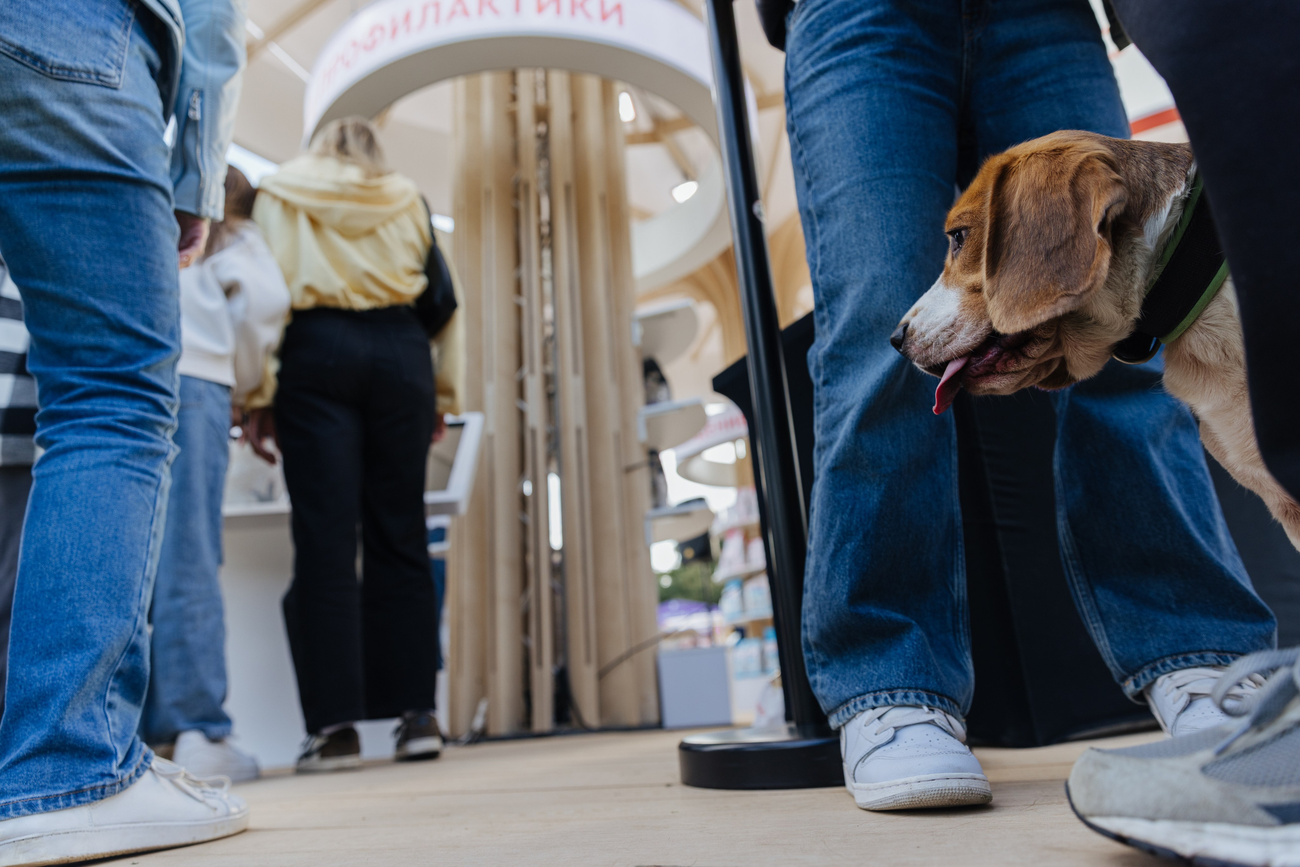 Хвостатый репортаж. Аксана Лисовская фотограф в Москве. Фотографии с характером