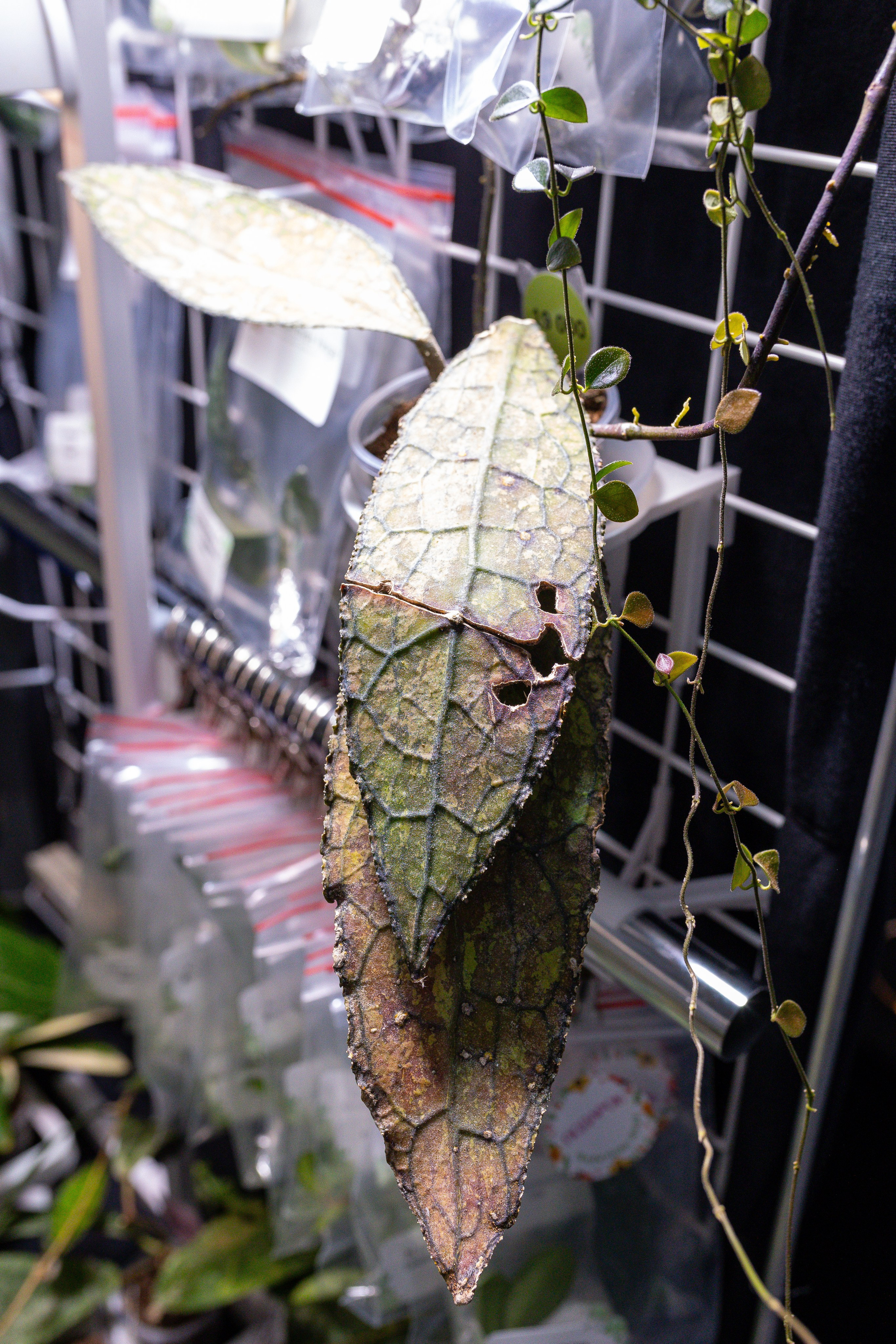 Монстериум 11–12 октября. Александра Куликова фотограф, Москва