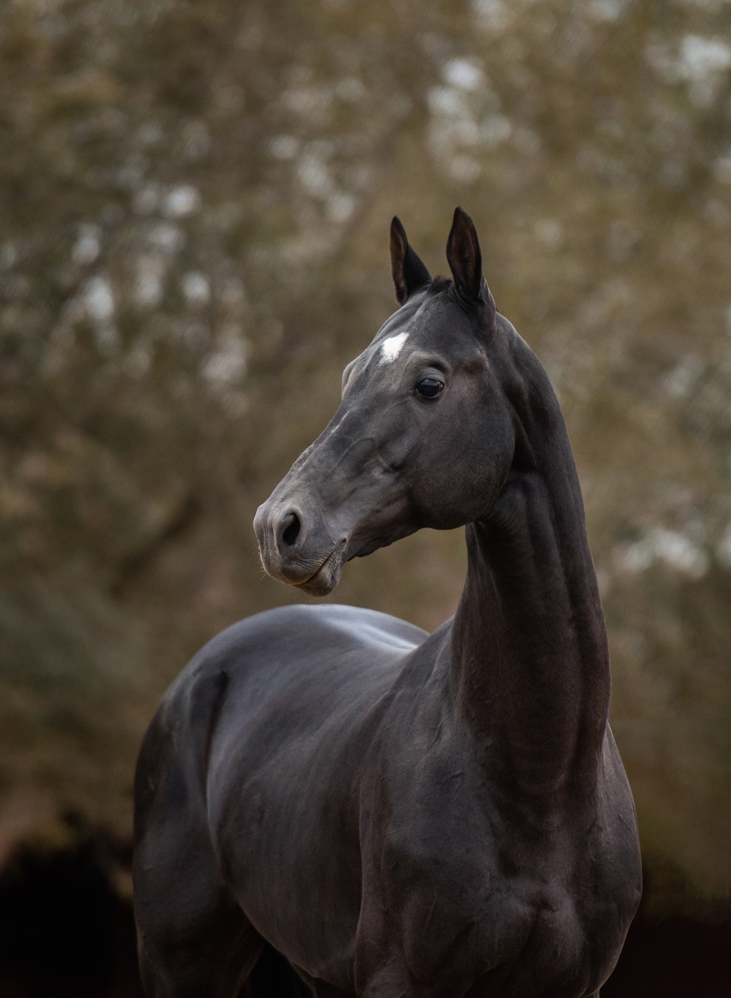 Фотосъемка лошадей. Фотограф с лошадьми в Калининграде Татьяна Ларина