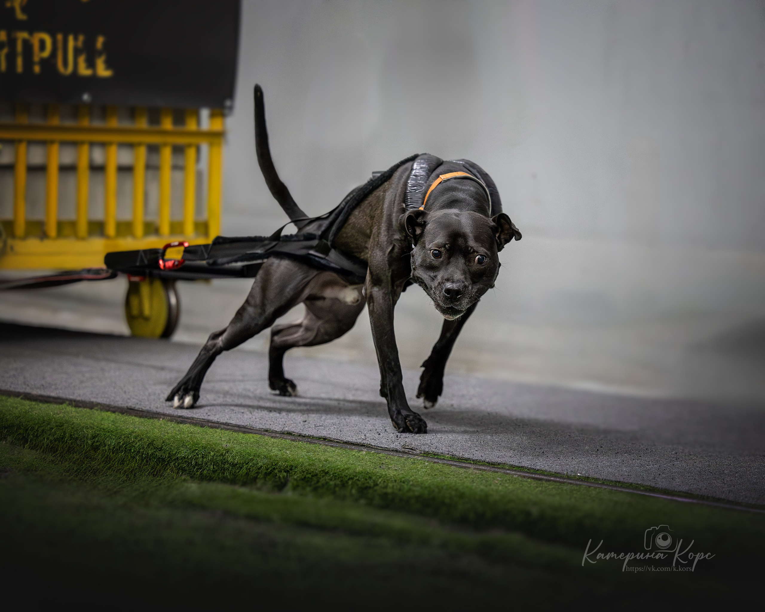 Спорт. Главная