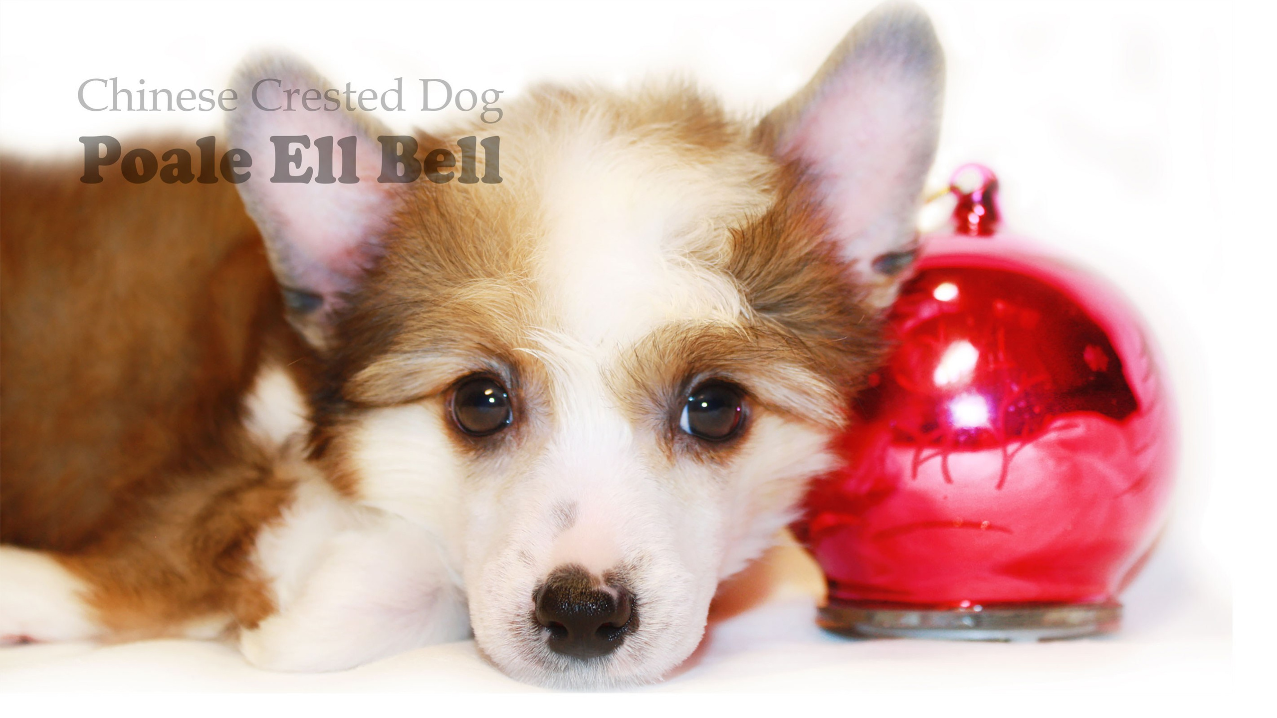 Poale Ell Bell. Chinese Crested Dog Kennel Poale Ell