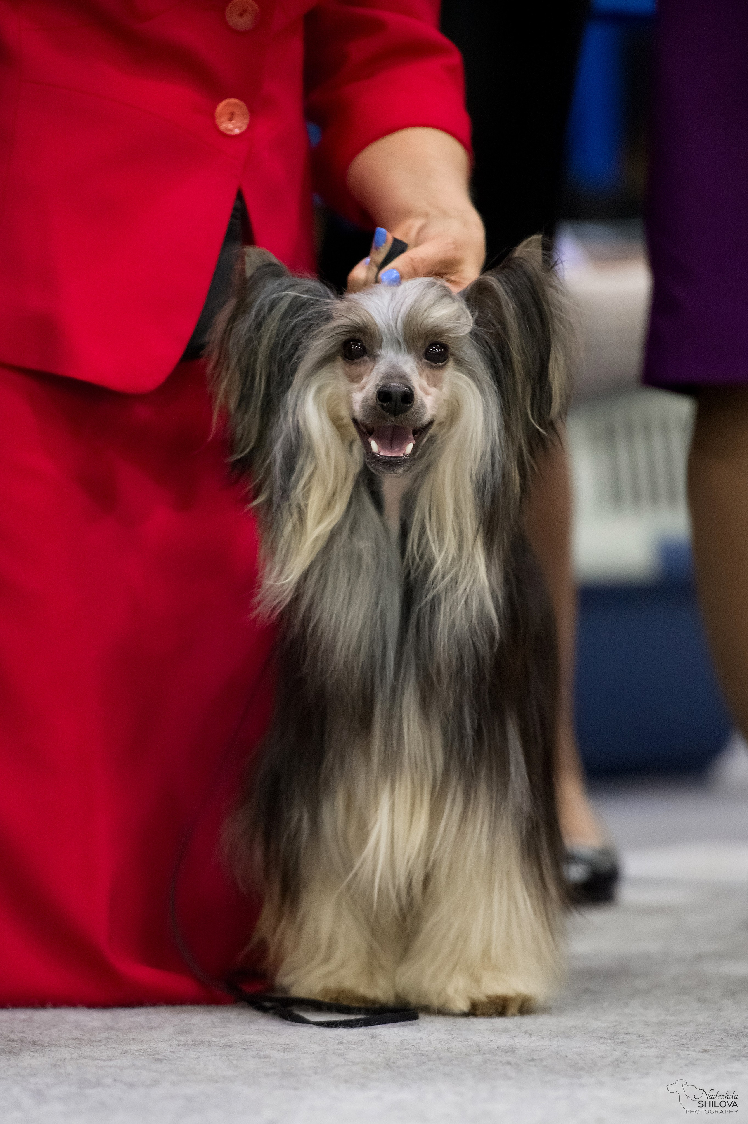 Poale Ell Bazhen. Chinese Crested Dog Kennel Poale Ell