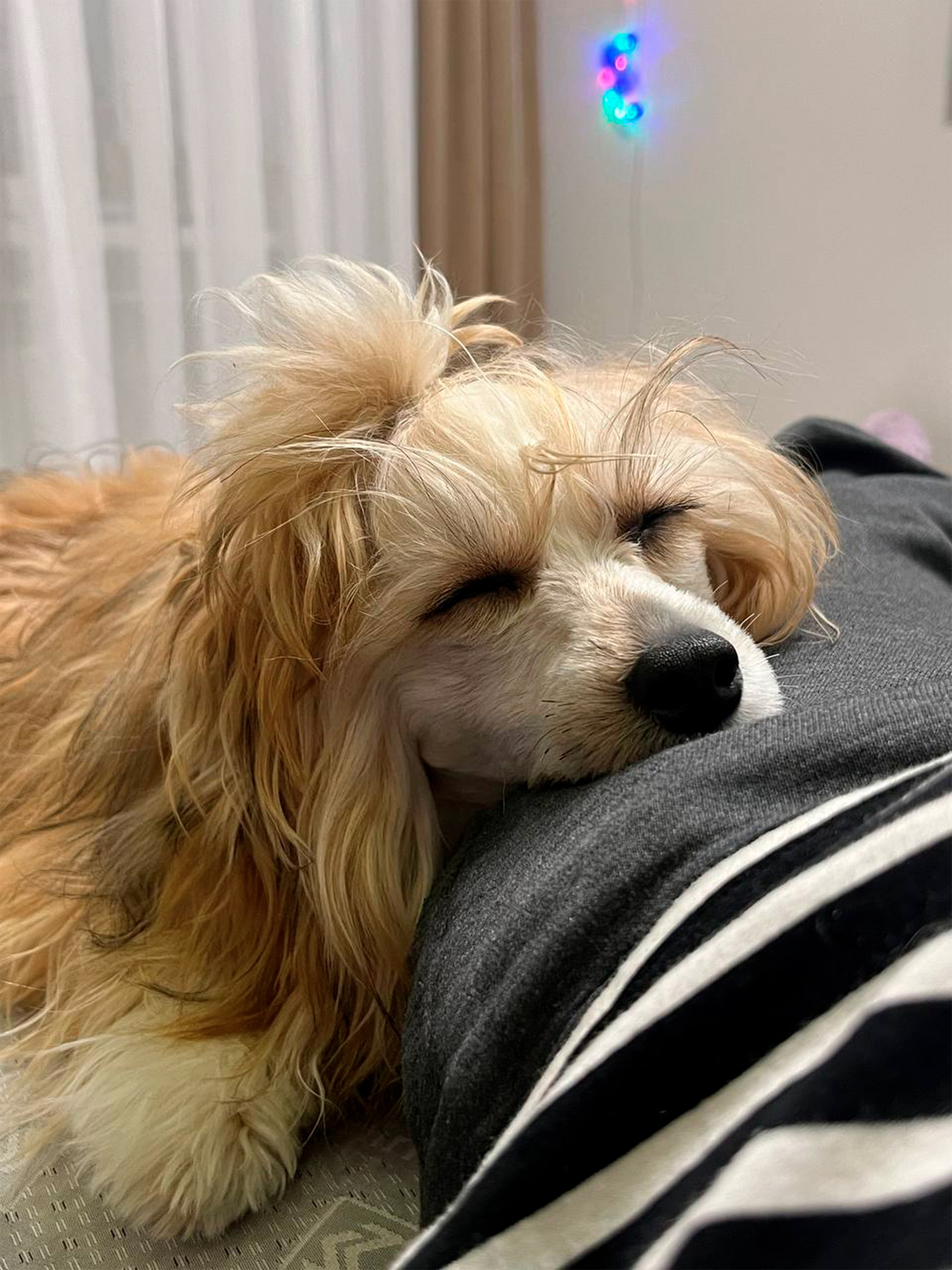 Poale Ell Veles. Chinese Crested Dog Kennel Poale Ell