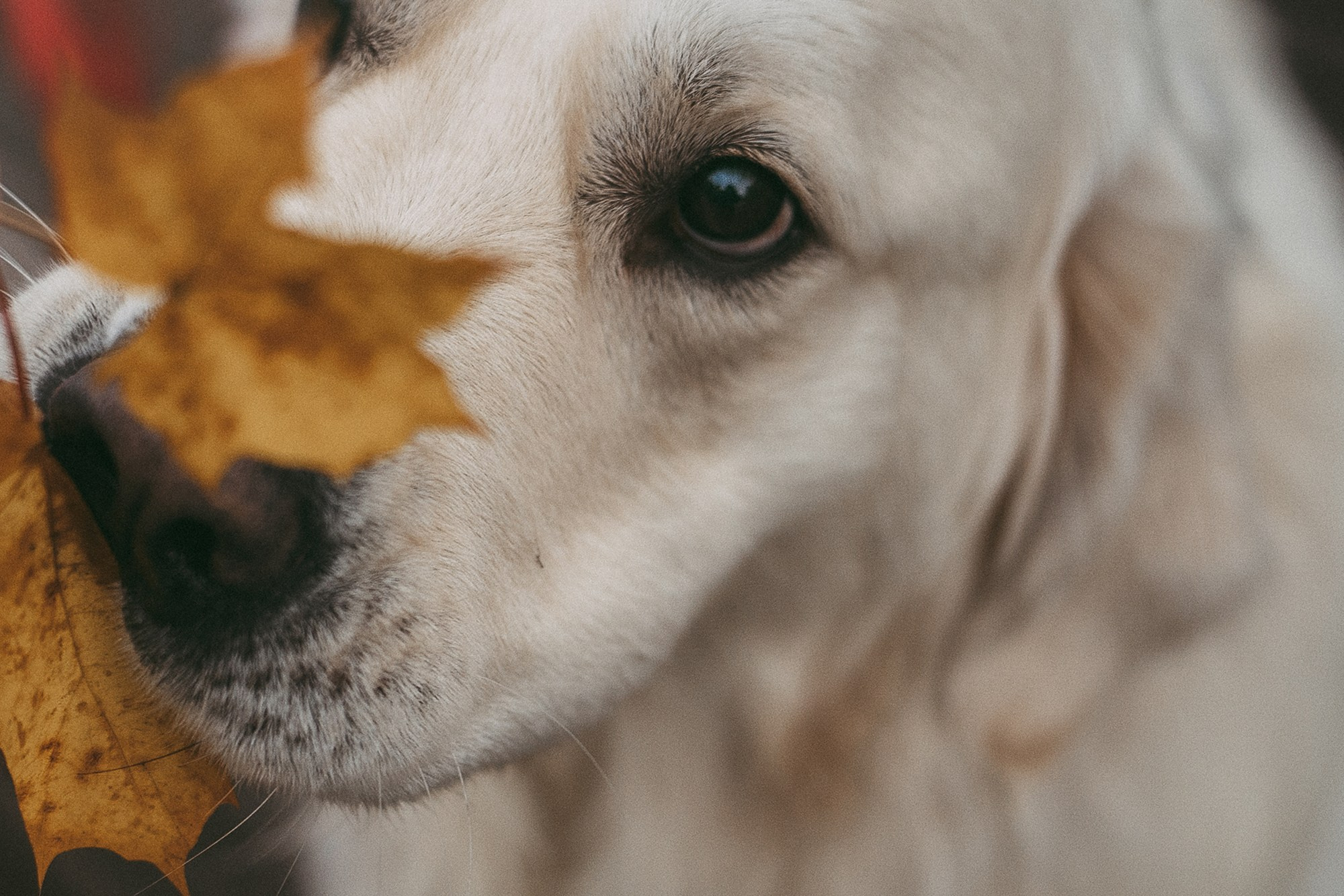 Лена и Мерлин. Фотограф анималист в Москве и Санкт-Петербурге Свиридова Анна