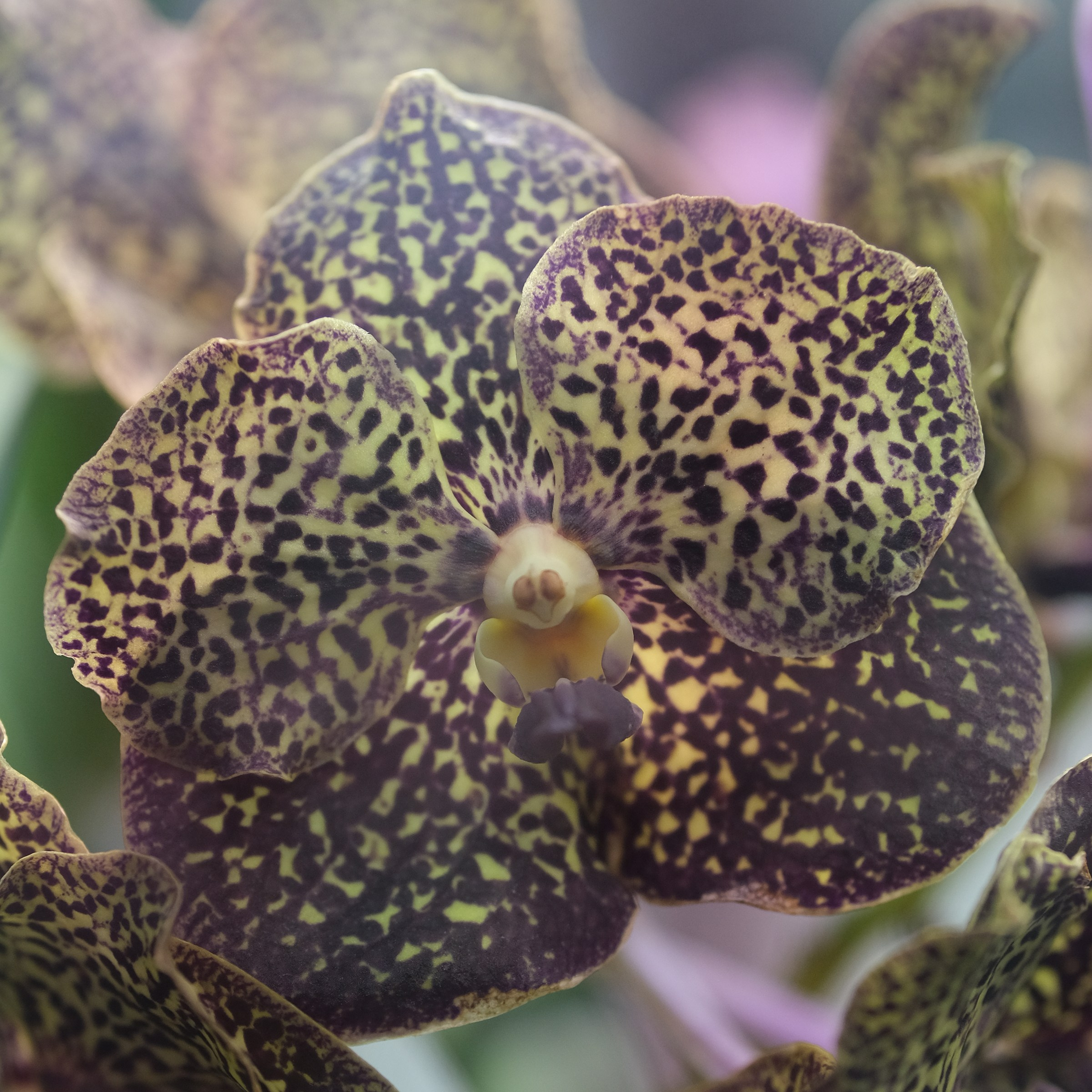 Orchidáceae, орхидея