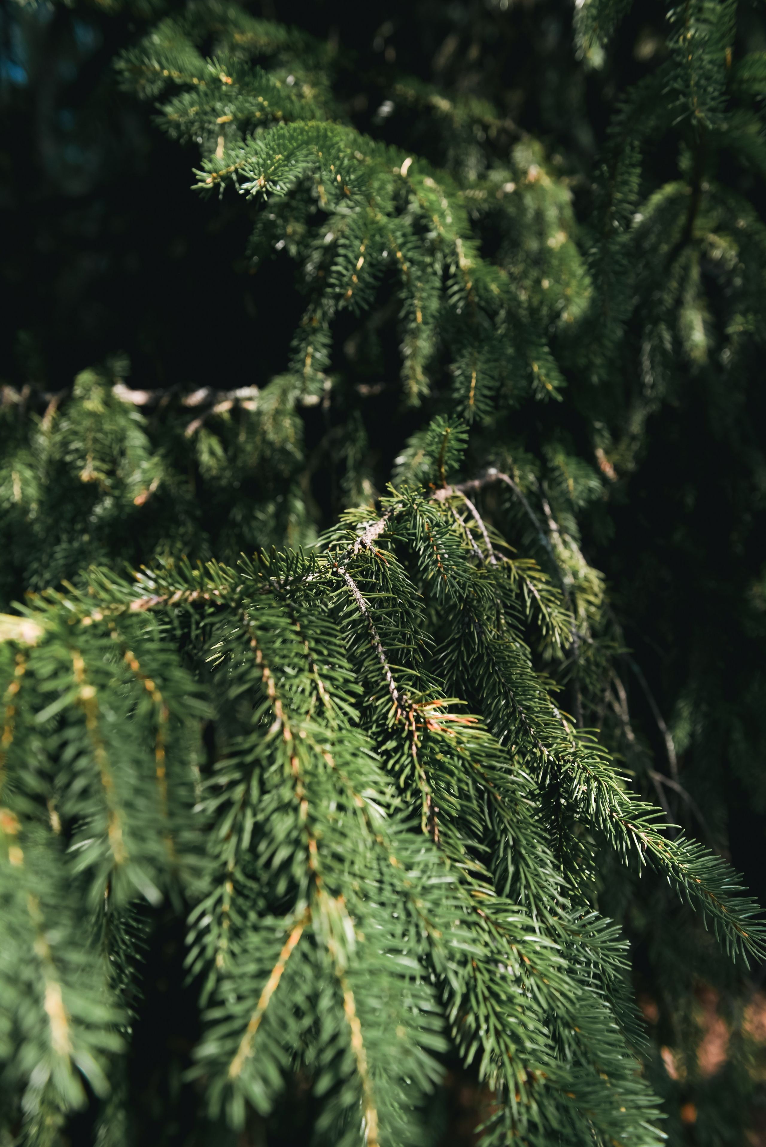 Green house. Фотограф, визажист. Москва
