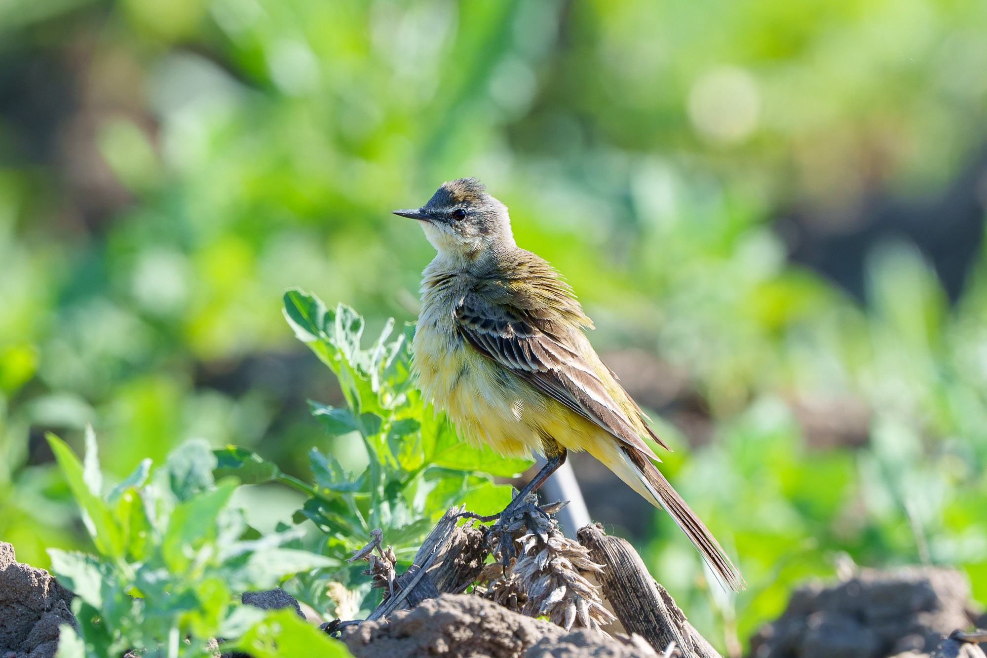 Удивительные мир птиц. Вокруг нас столько прекрасного — присмотритесь!. Ваш личный фотограф Марина Волкова