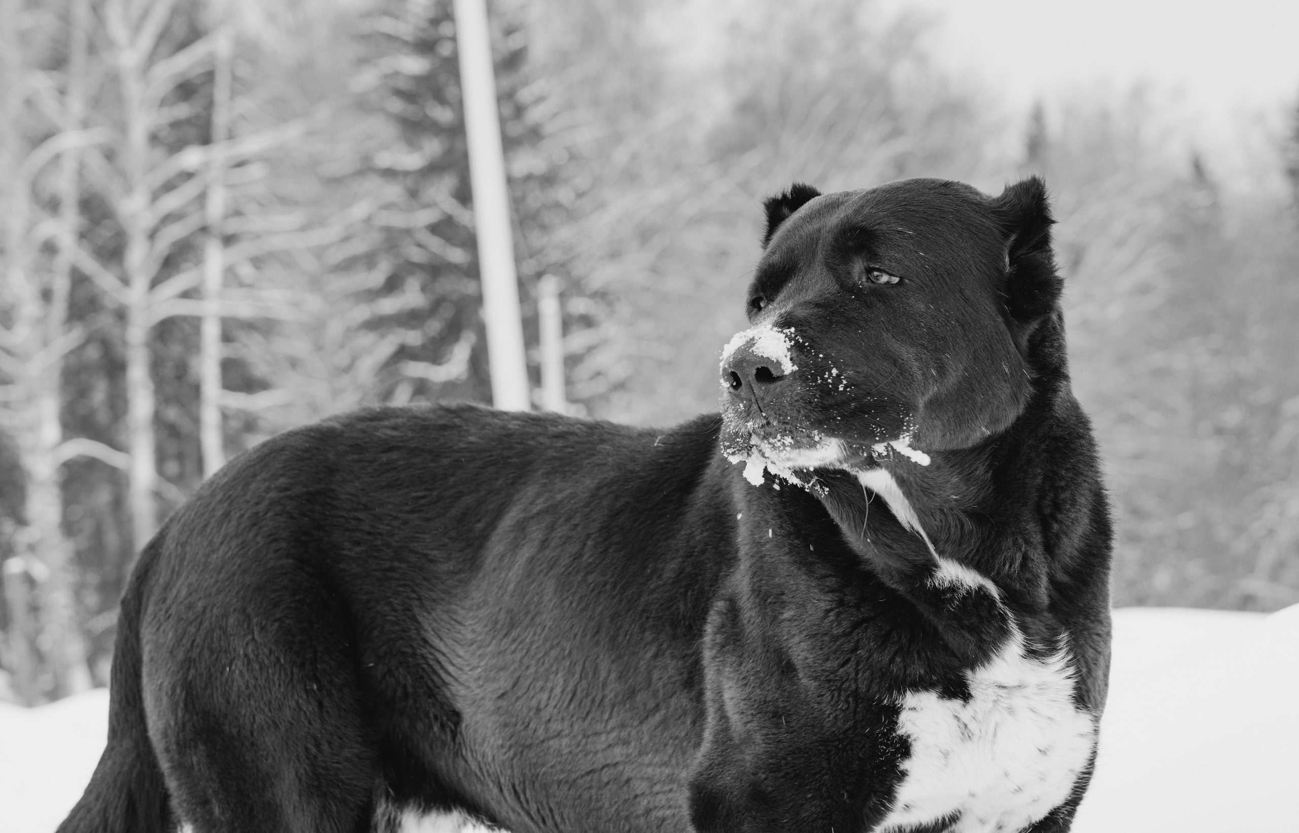 Собаки. Фотограф Александр Тихонов