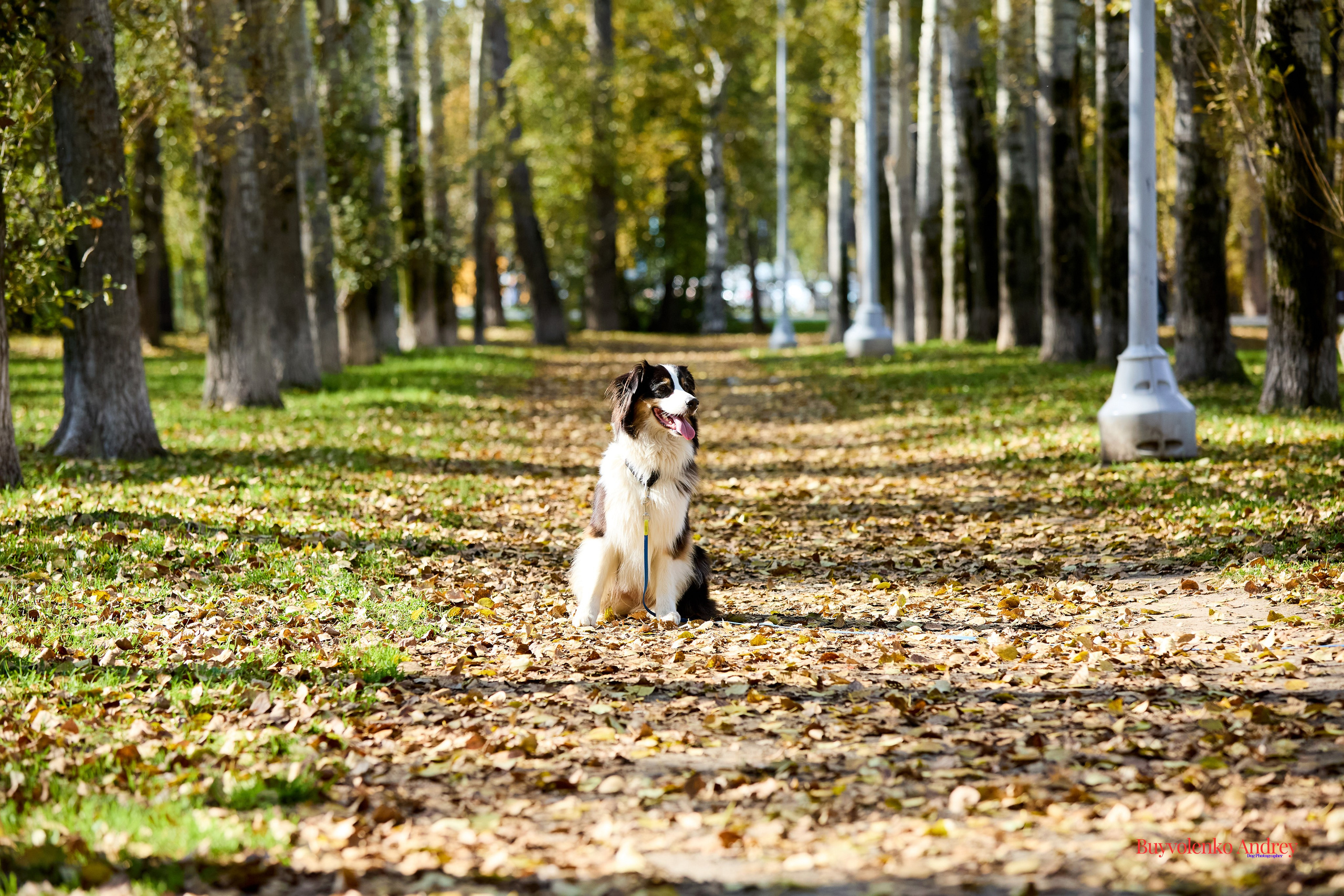 Басенджи и Аусси 21.09.2025. Buyvolenko Andrey