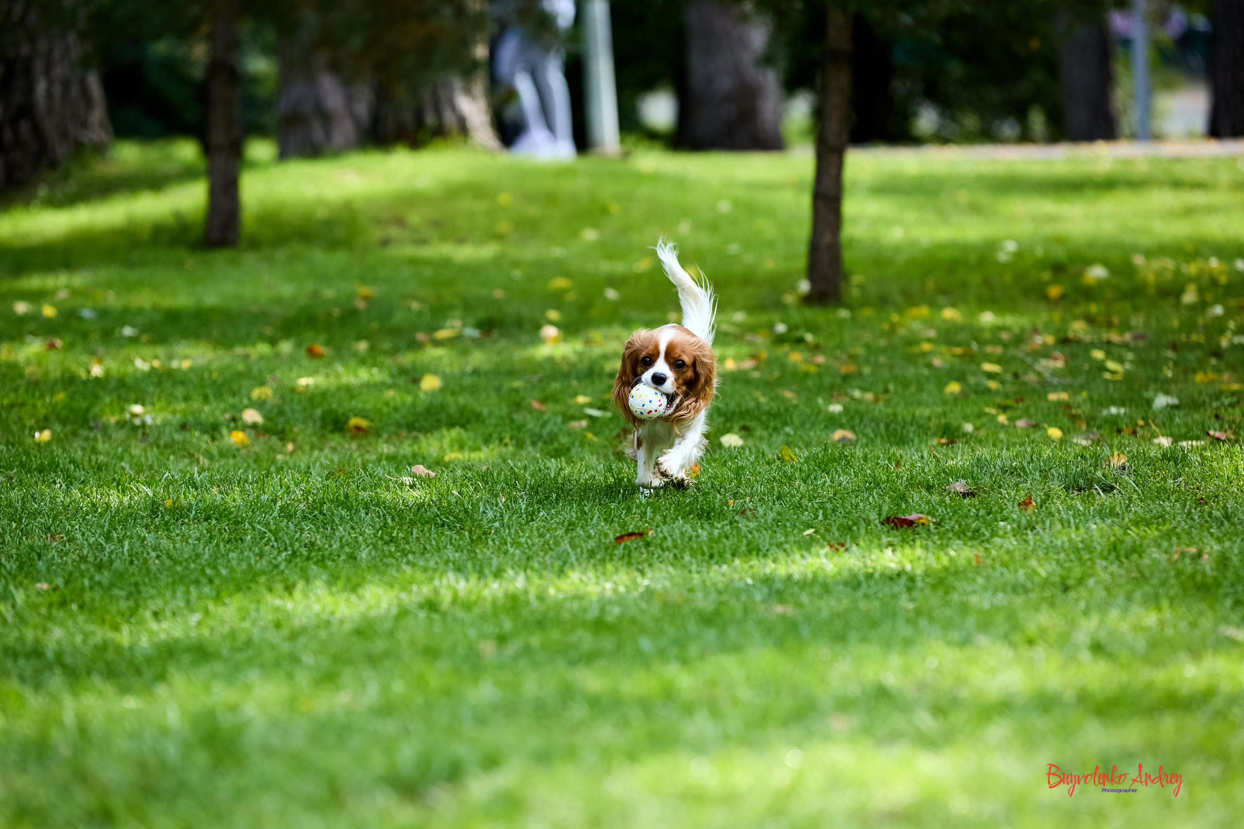 Фотопрогулка с кавалерами. Buyvolenko Andrey