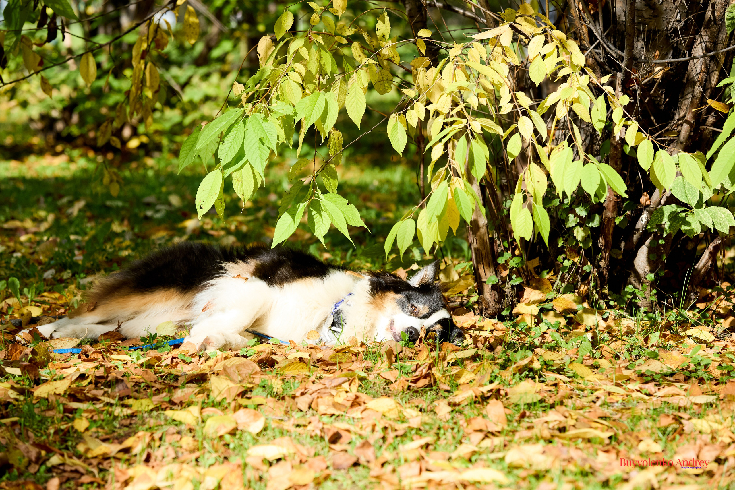 Басенджи и Аусси 21.09.2025. Buyvolenko Andrey