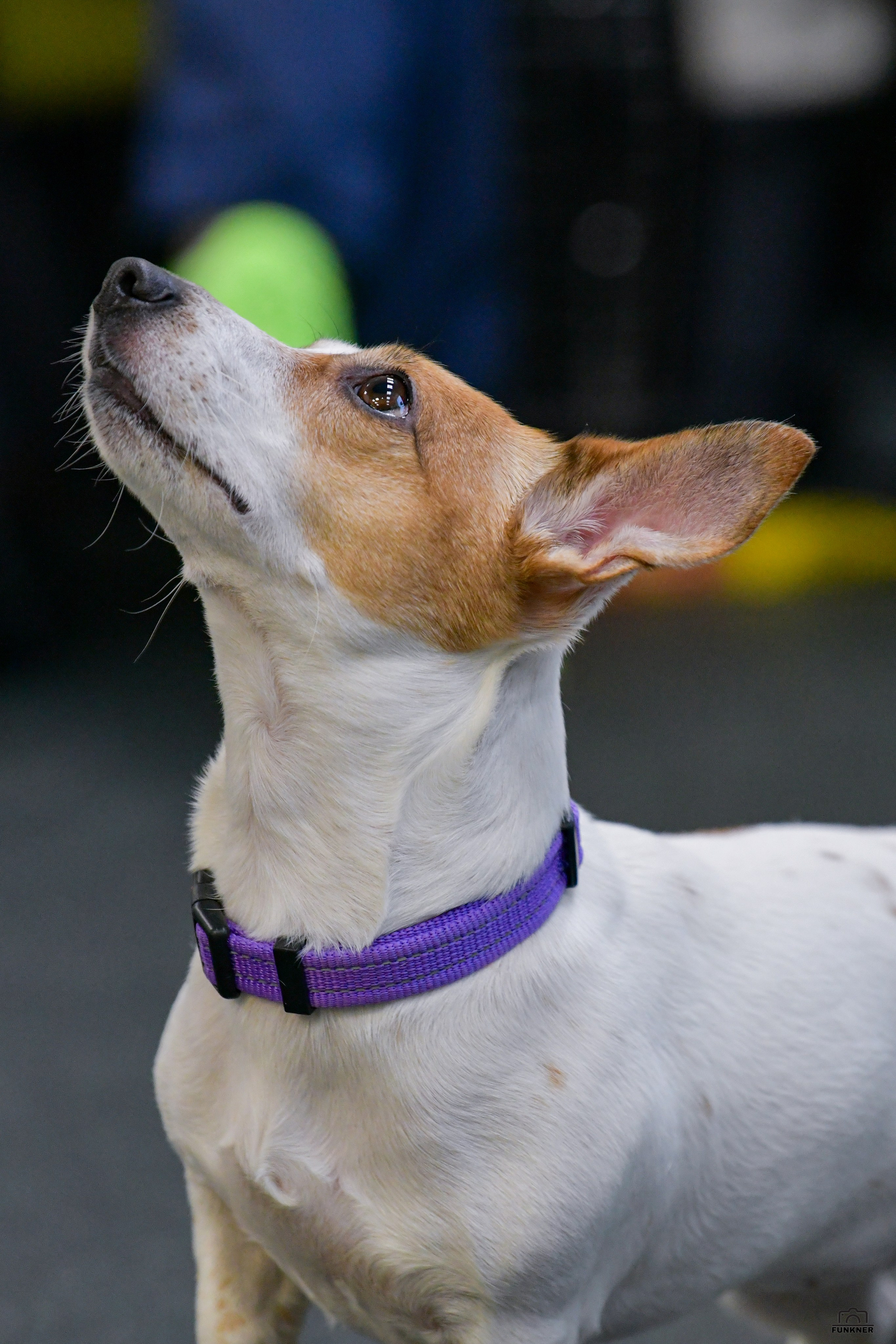 Кинологический клуб «Бодрый хвост». Свой взгляд через объектив