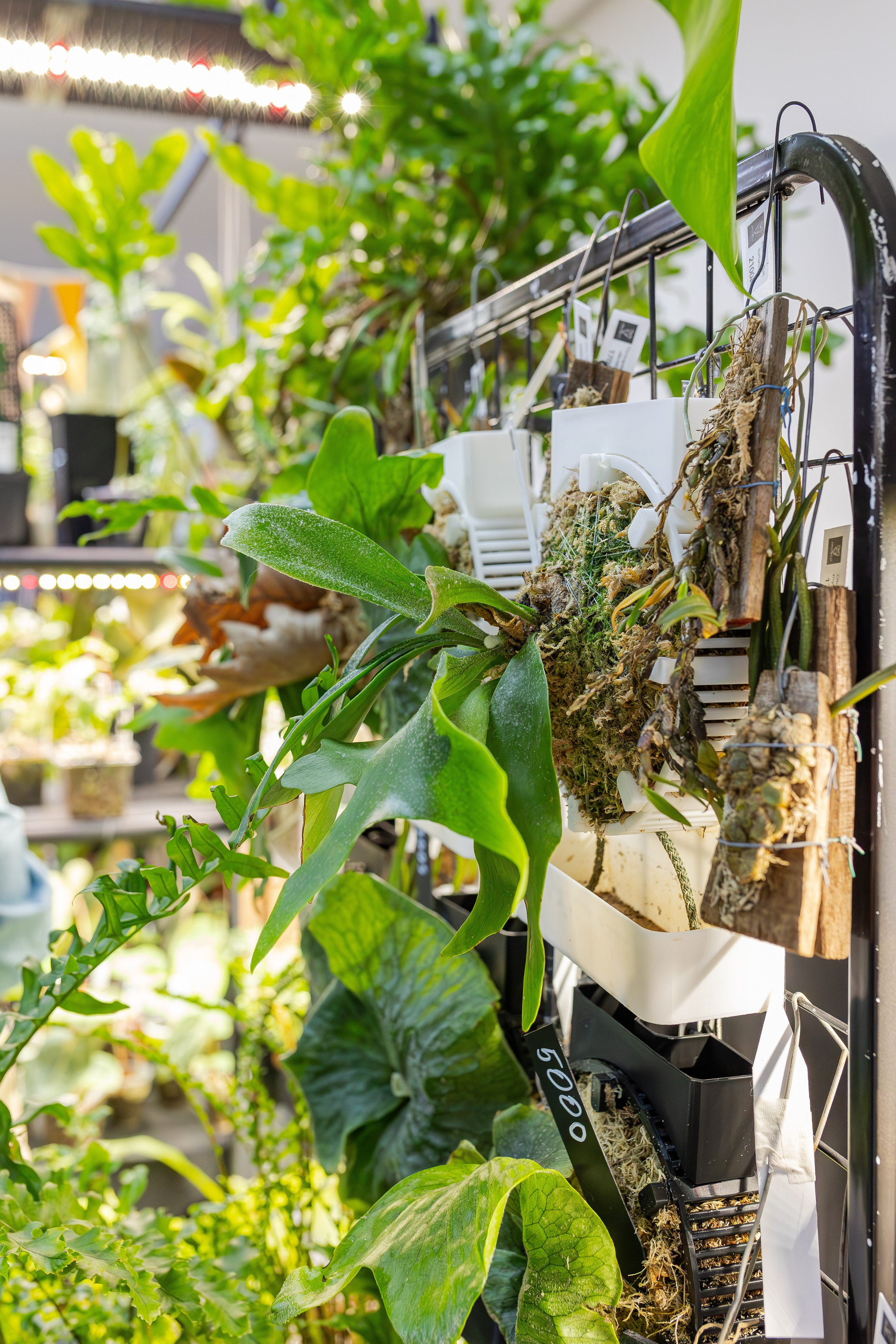 Монстериум апрель 2026. Александра Куликова фотограф, Москва