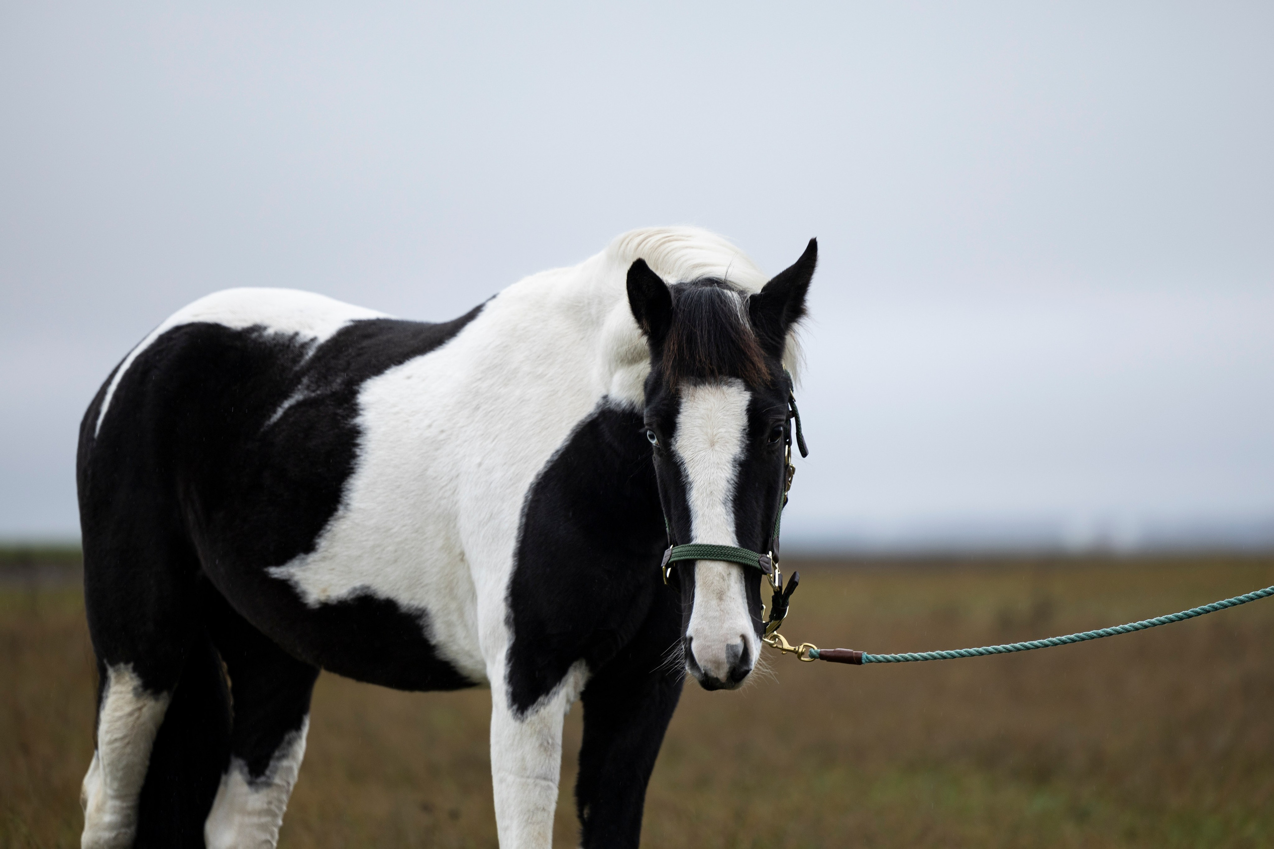 Дракарис и Кейси. Фотограф-анималист Анна Маринич