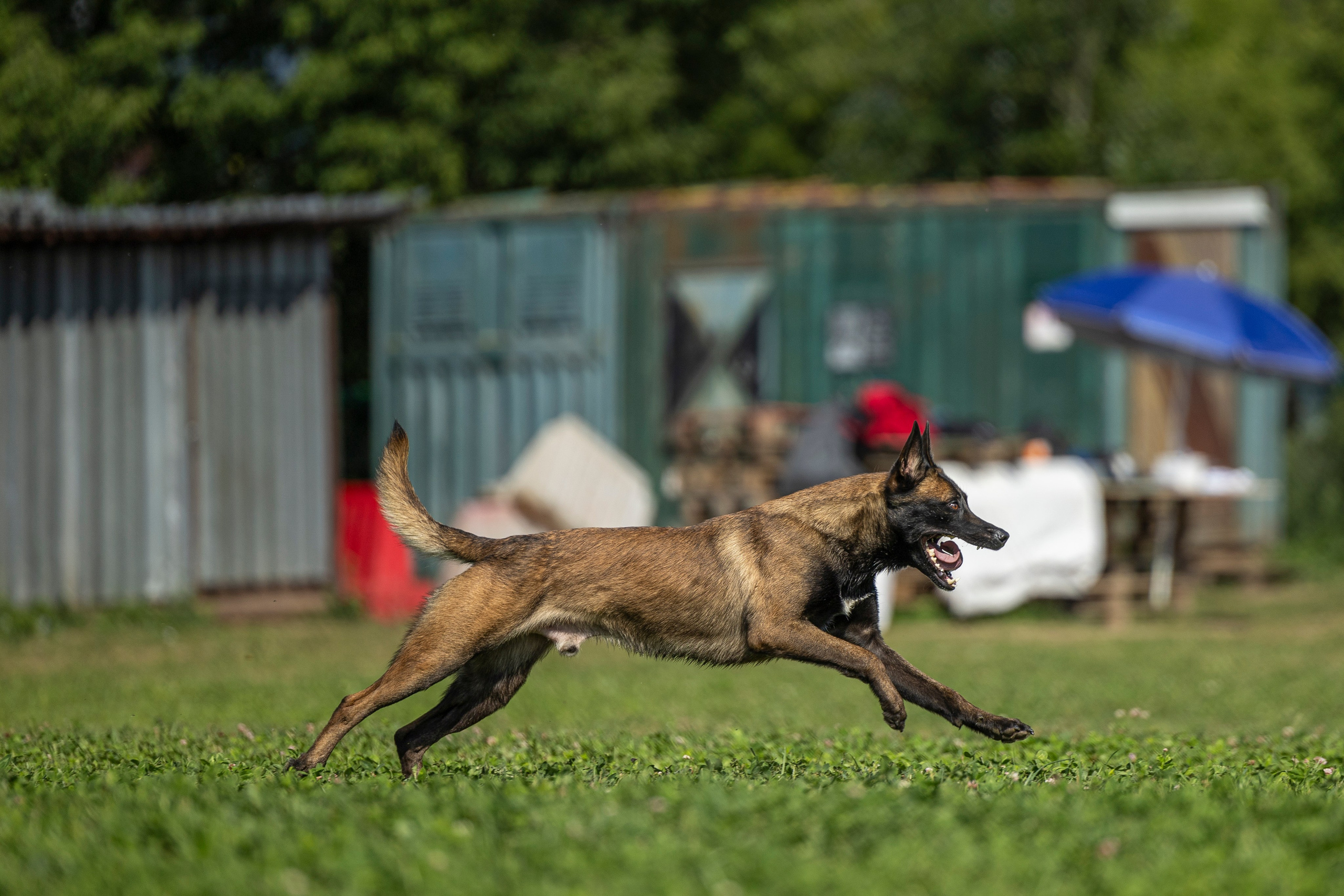 Соревнования по Мондьорингу г. Вологда 10-11.08.2024. Фотограф-анималист Анна Маринич
