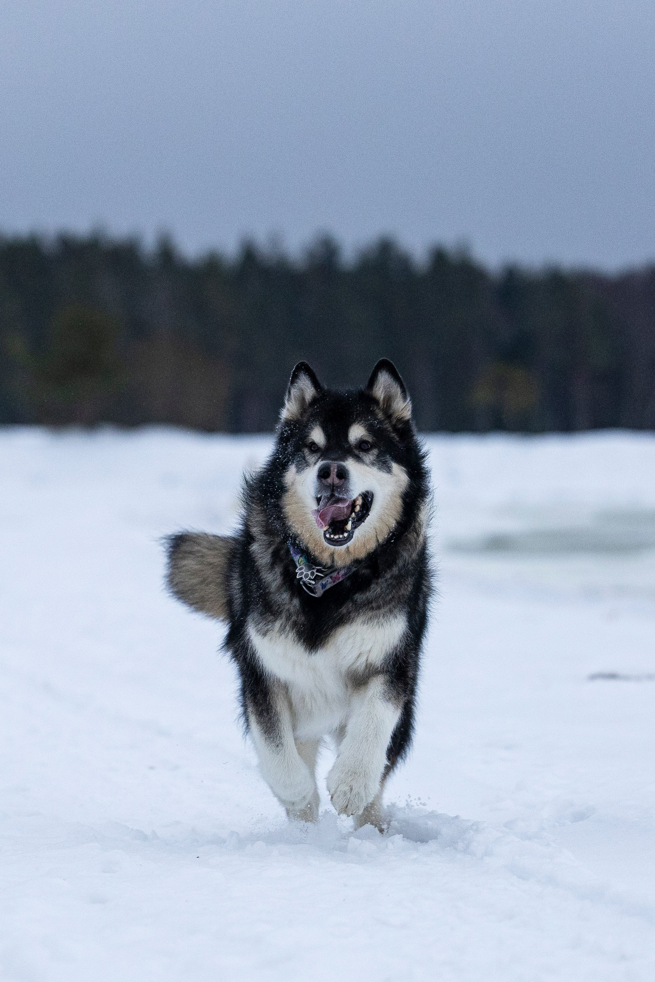 Юрген. Фотограф-анималист Анна Маринич
