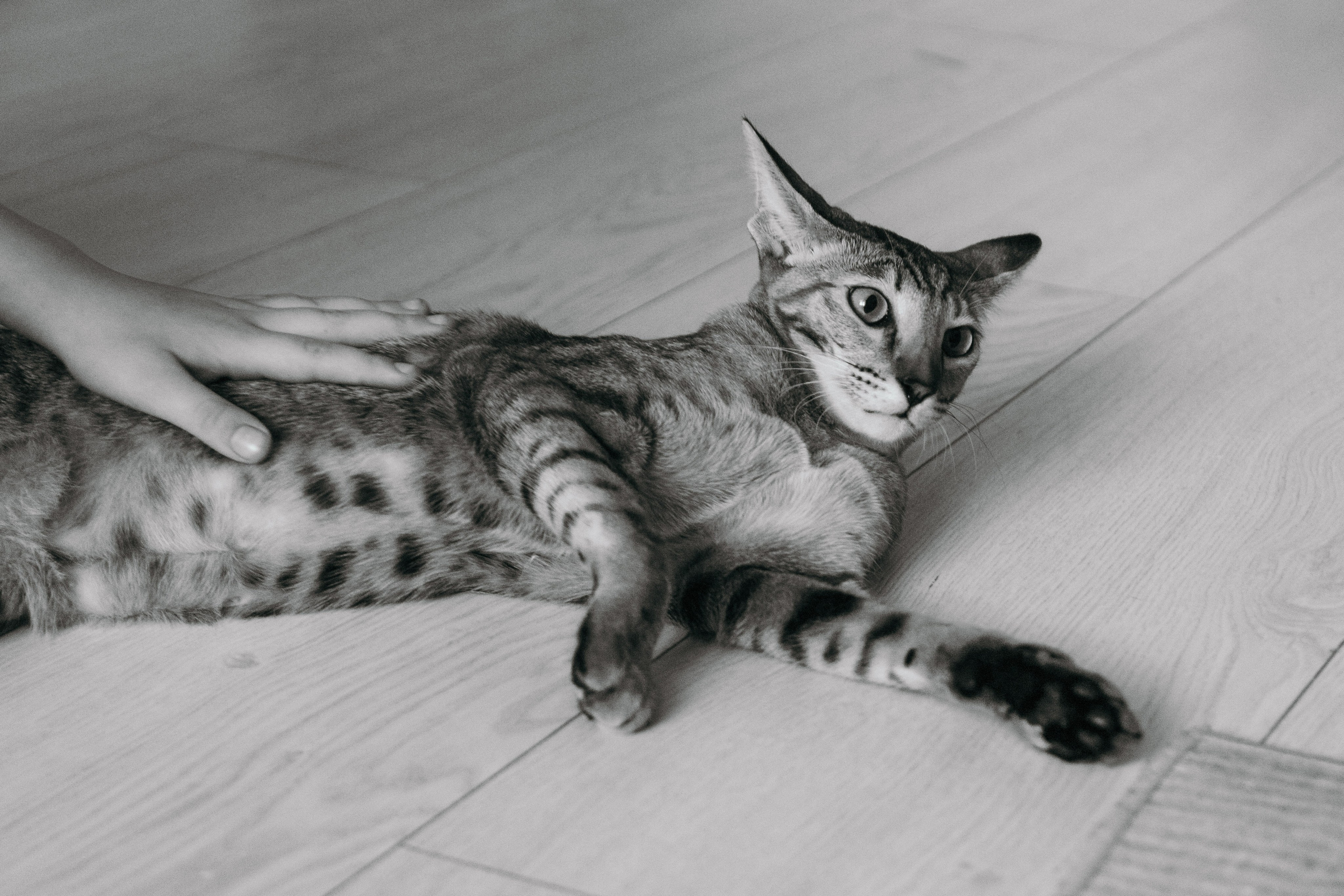 Семья и кошки. Фотограф Елена Балакина (Челябинск)