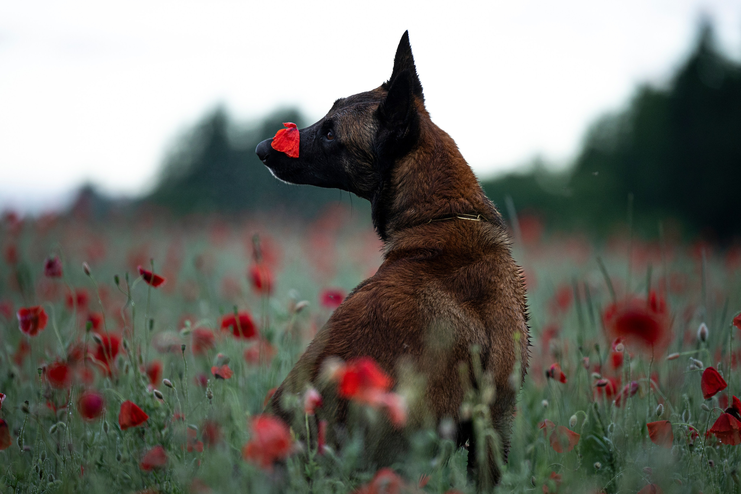 Маковое поле. Фотограф-анималист Анна Маринич