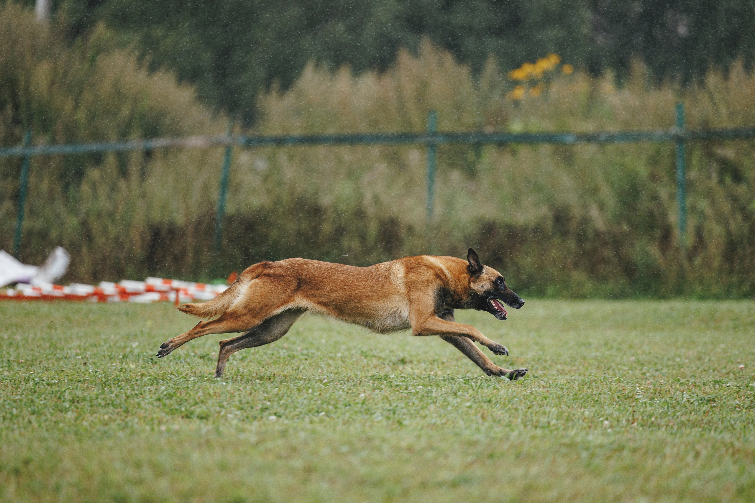 08.08.25-10.08.25 ЧР по мондьорингу г. Вологда. Фотограф-анималист Анна Маринич