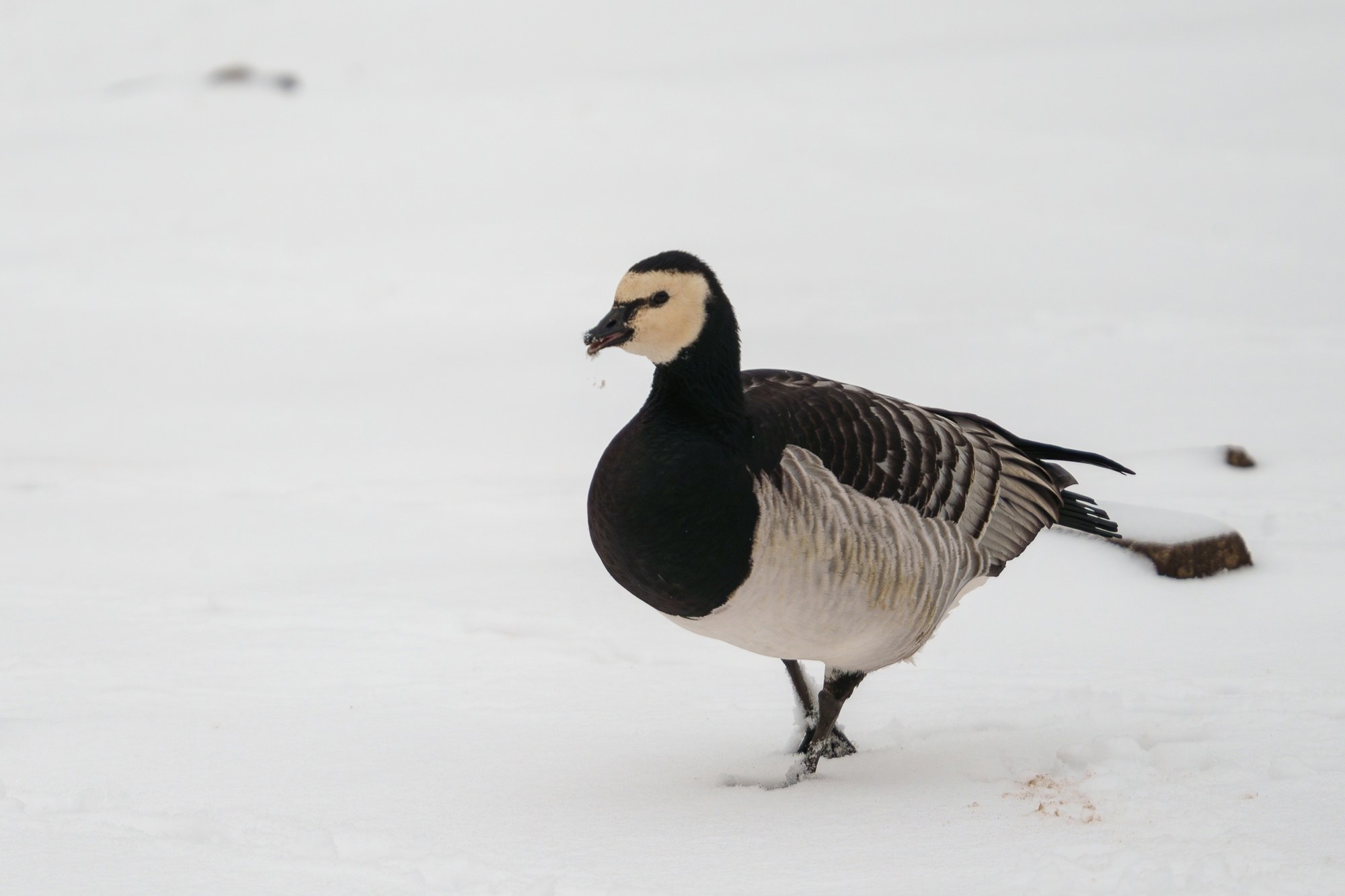 Удивительные мир птиц. Вокруг нас столько прекрасного — присмотритесь!. Ваш личный фотограф Марина Волкова