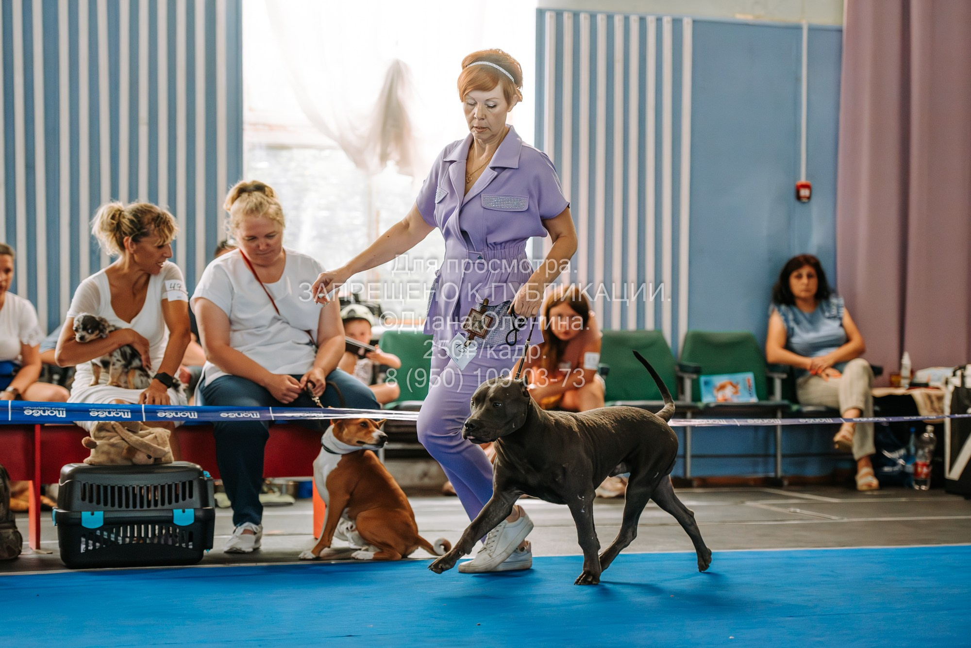 Национальная выставка собак всех пород ранга САС-IKU «Кубок Красноярск. Фотограф Диана Оленина Красноярск / Братск
