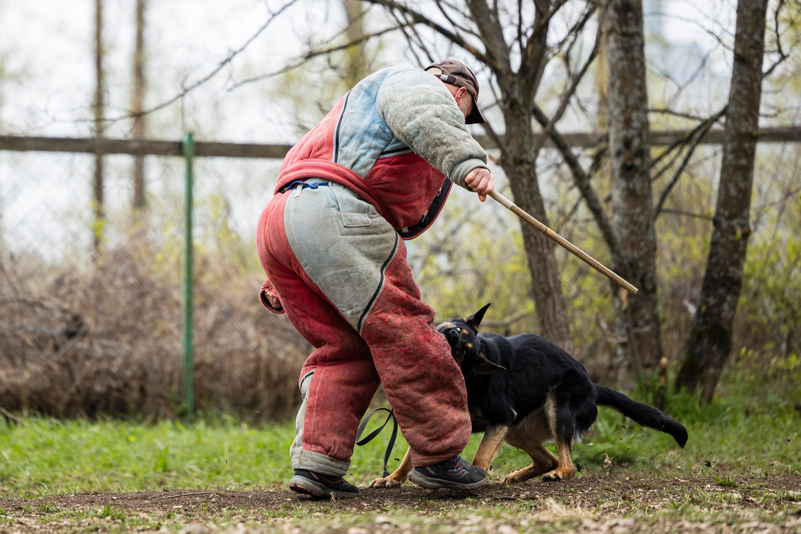 Квалификационные состязания по мондьорингу г. Вологда 11.05.24. Фотограф-анималист Анна Маринич