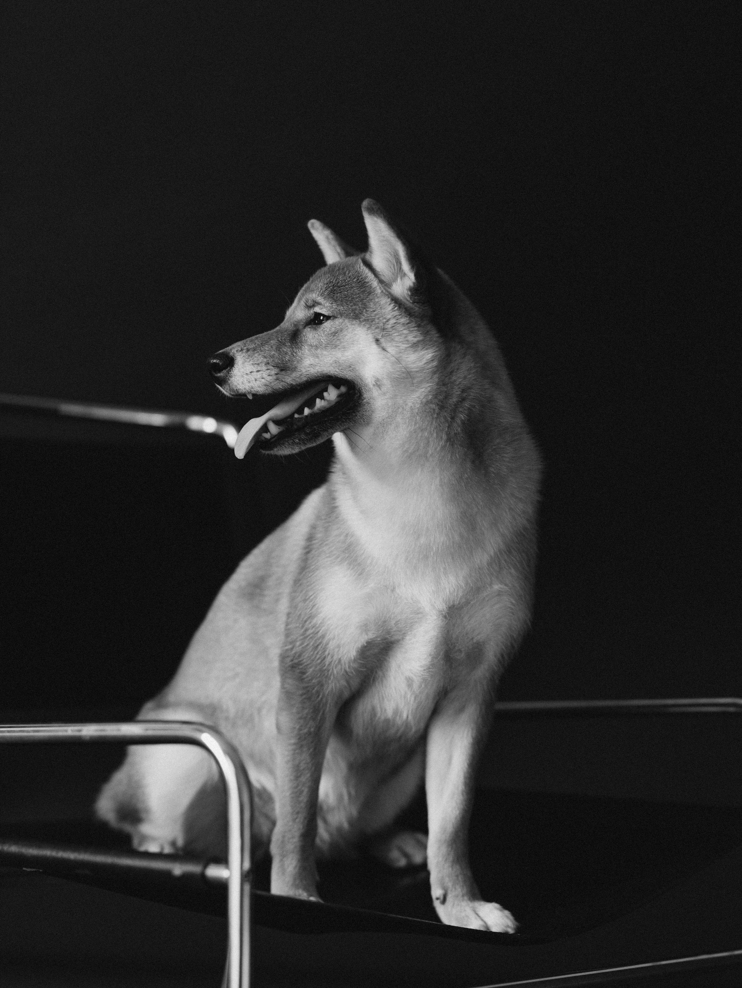 Мика и Настя. Фотограф-анималист в Москве Кириллова Татьяна