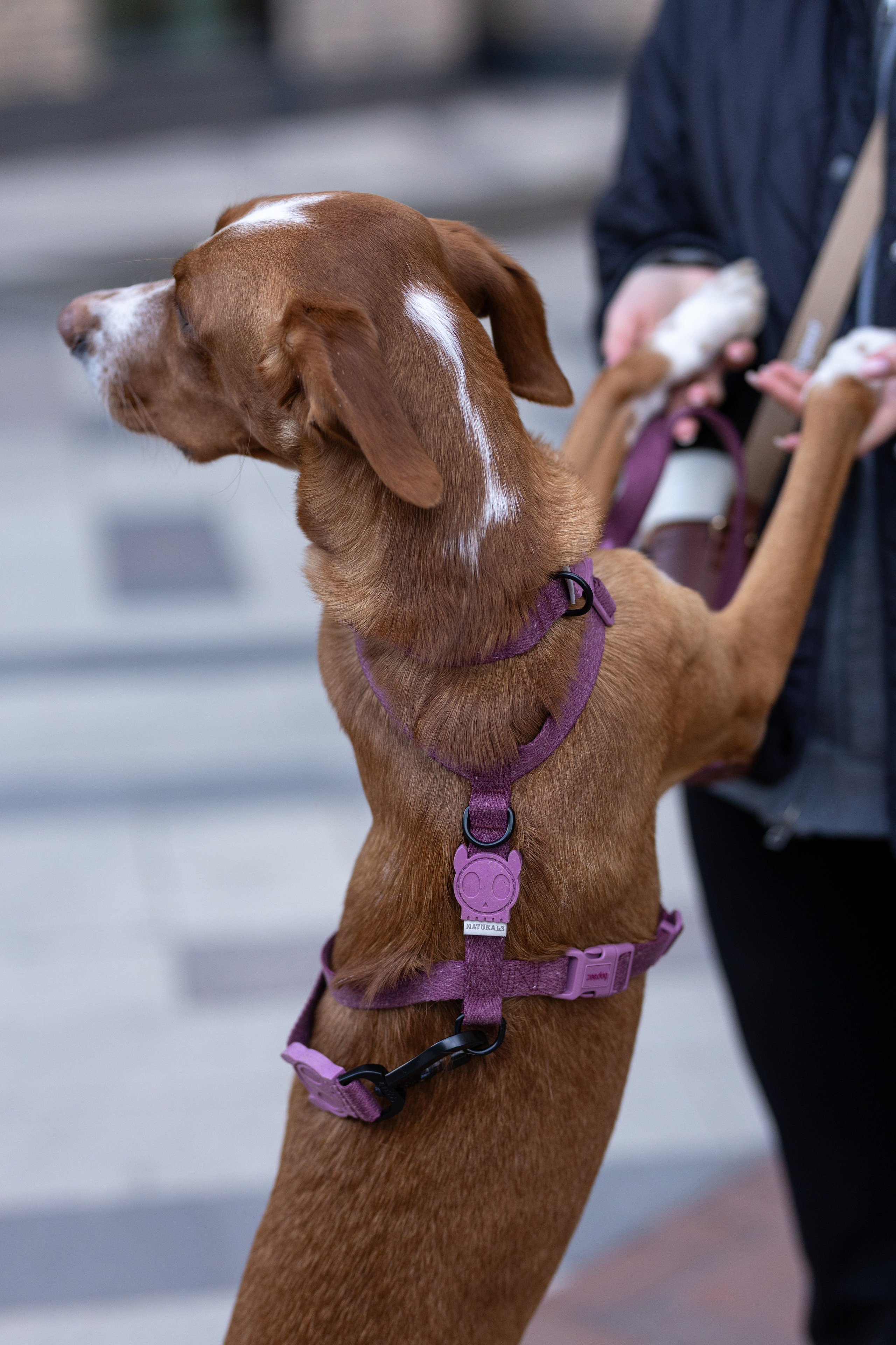 Съемка для бренда ZeeDog. Фотограф-анималист в Москве Кириллова Татьяна
