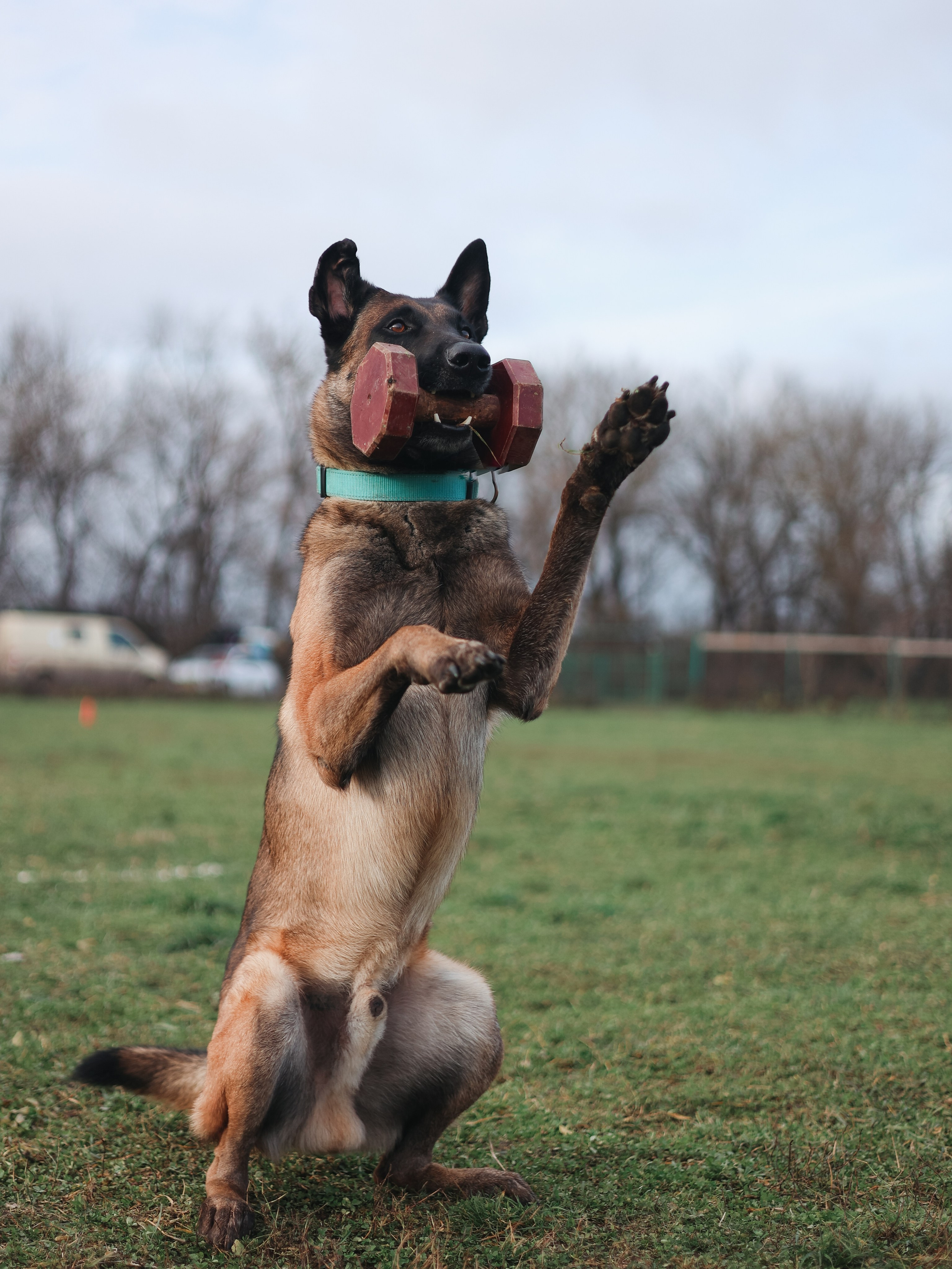 Соревнования BH. Фотограф-анималист в Москве Кириллова Татьяна